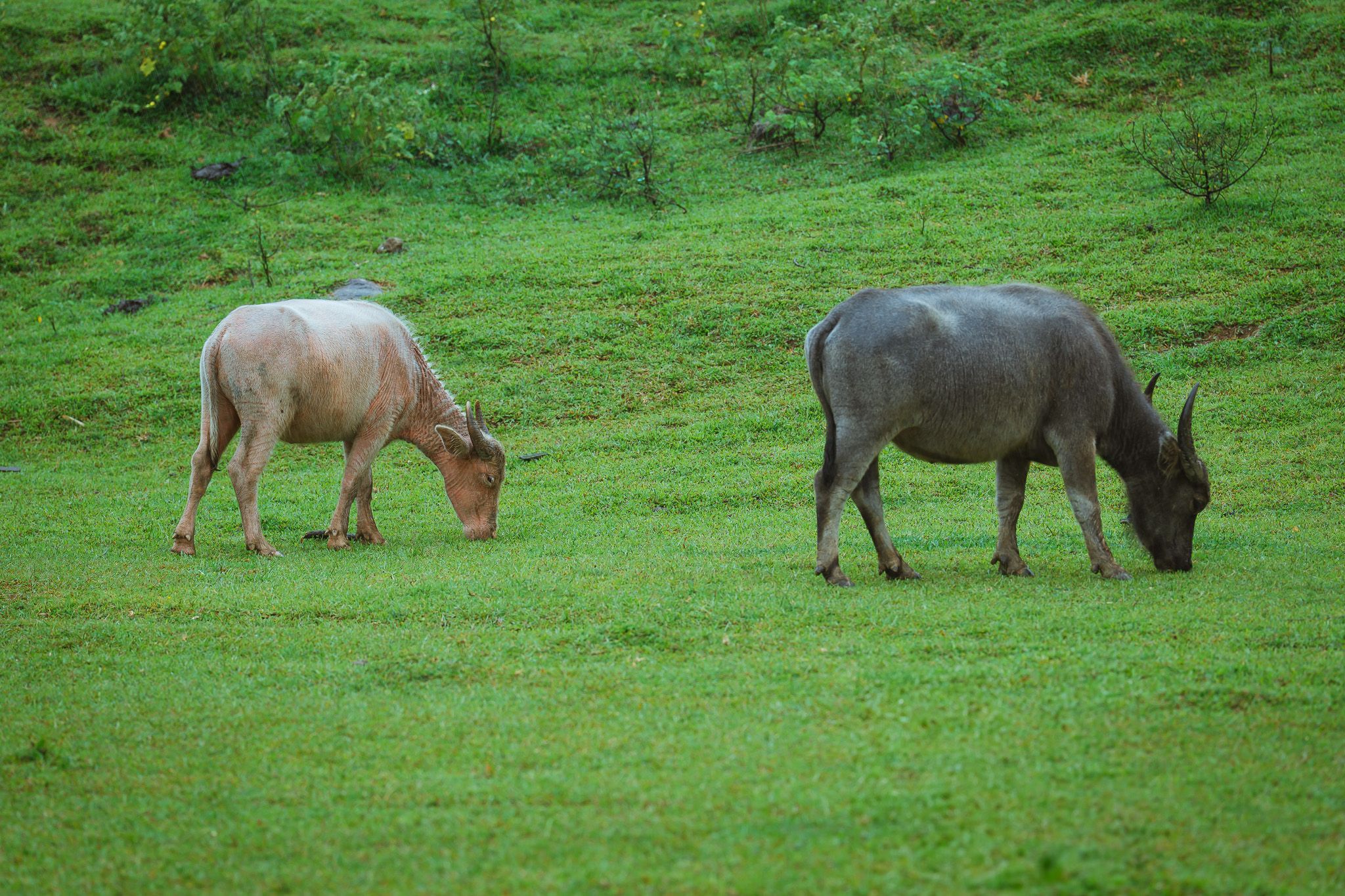 White buffalo is a spiritual symbol here.