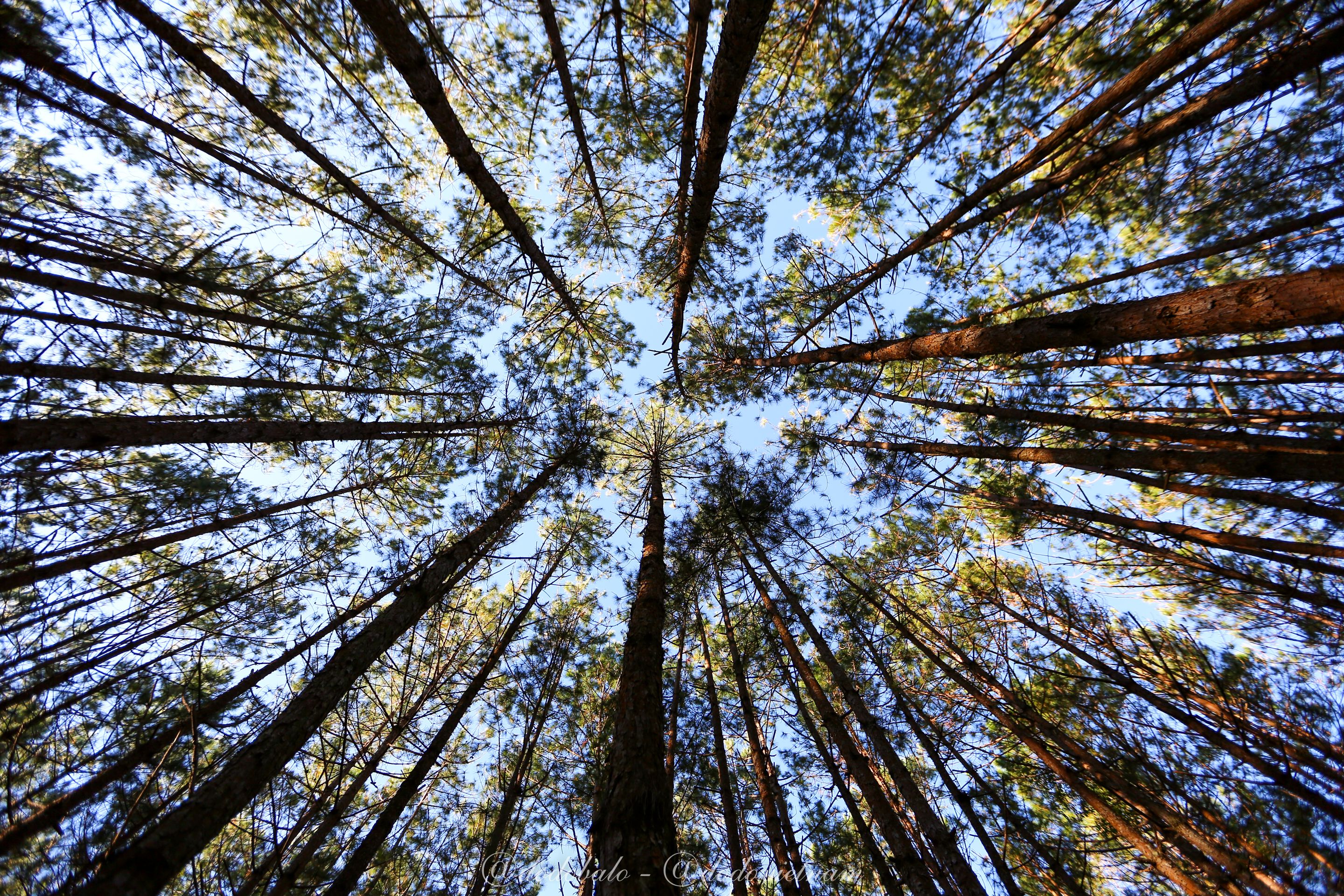 The dream pine forest