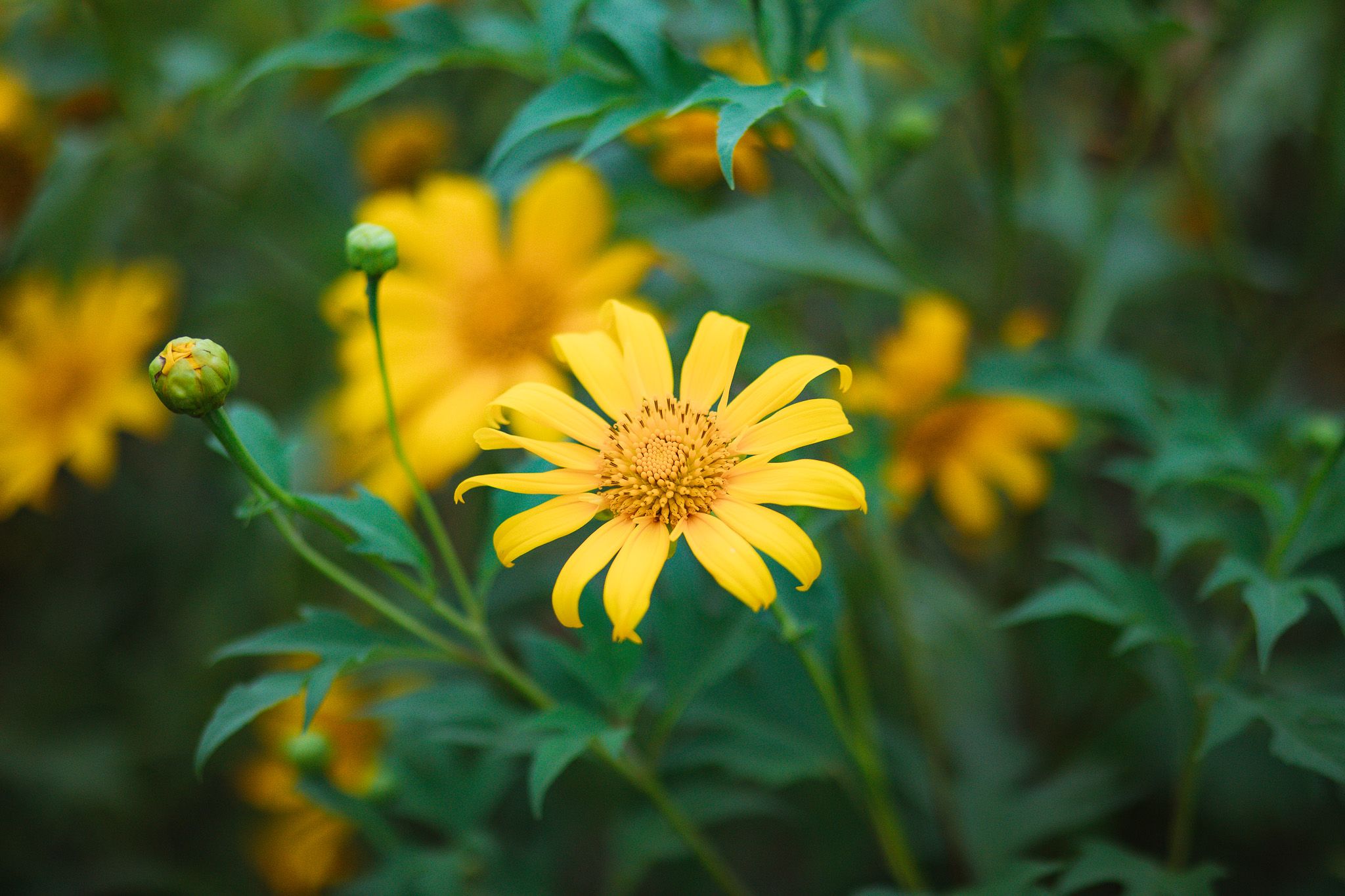 C90A0043.jpg