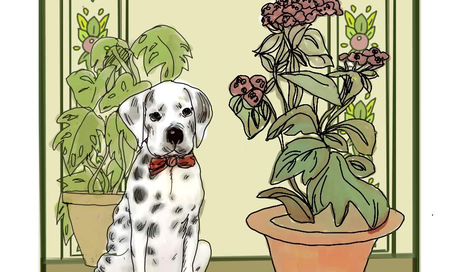 plantdalmation1SMALL4Thumb.jpg