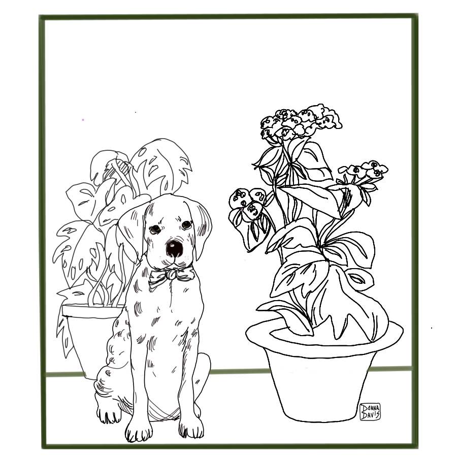 plantdalmation1SMALL1.jpg