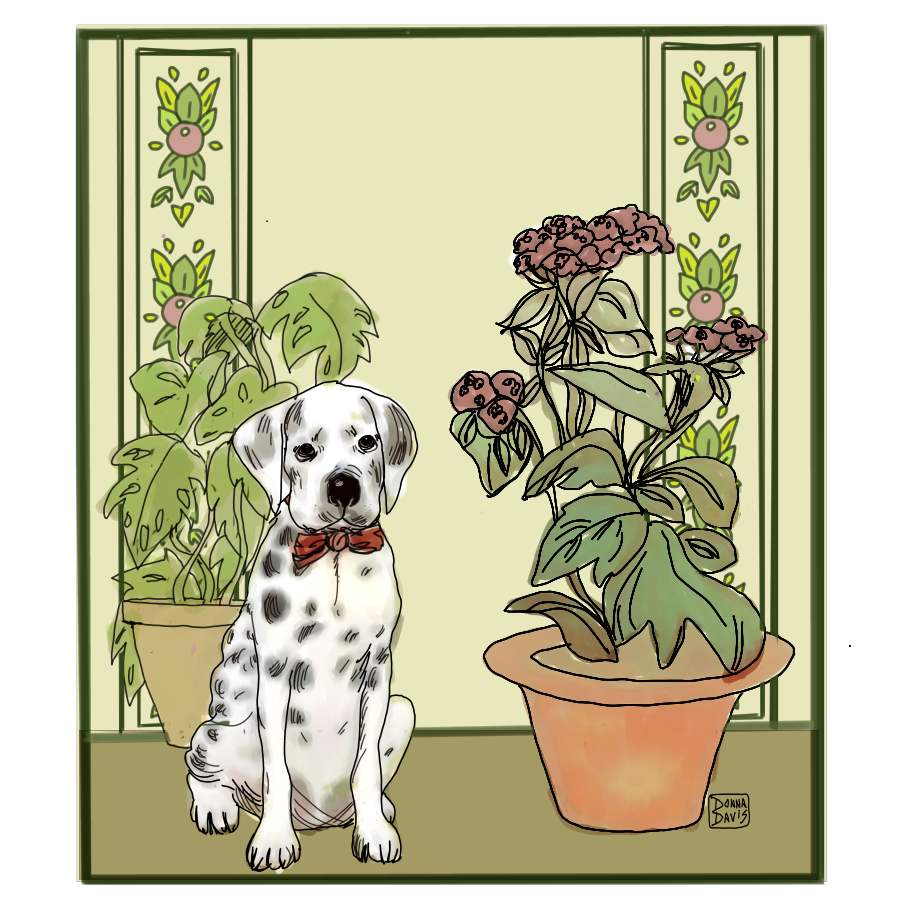 plantdalmation1SMALL4.jpg