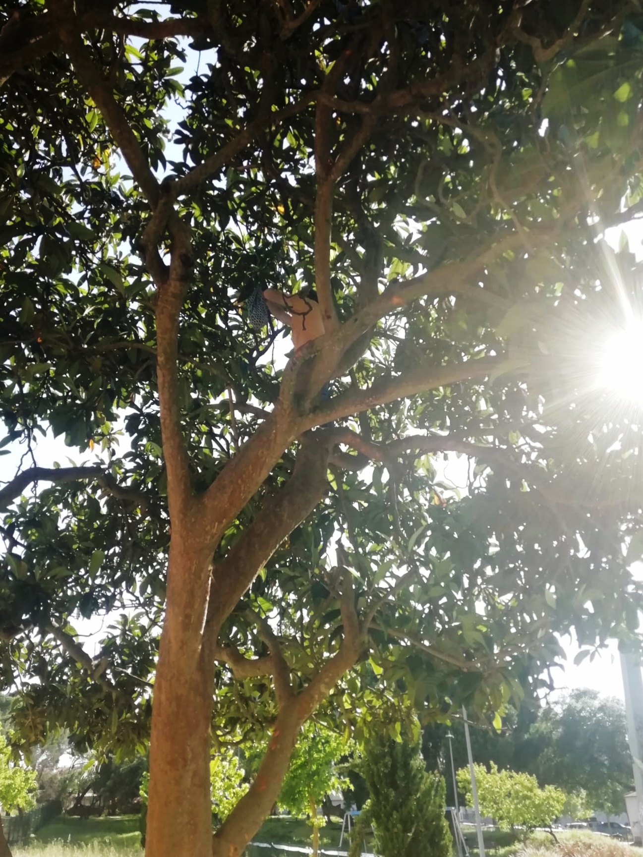 IMG20200517WA000901.jpeg