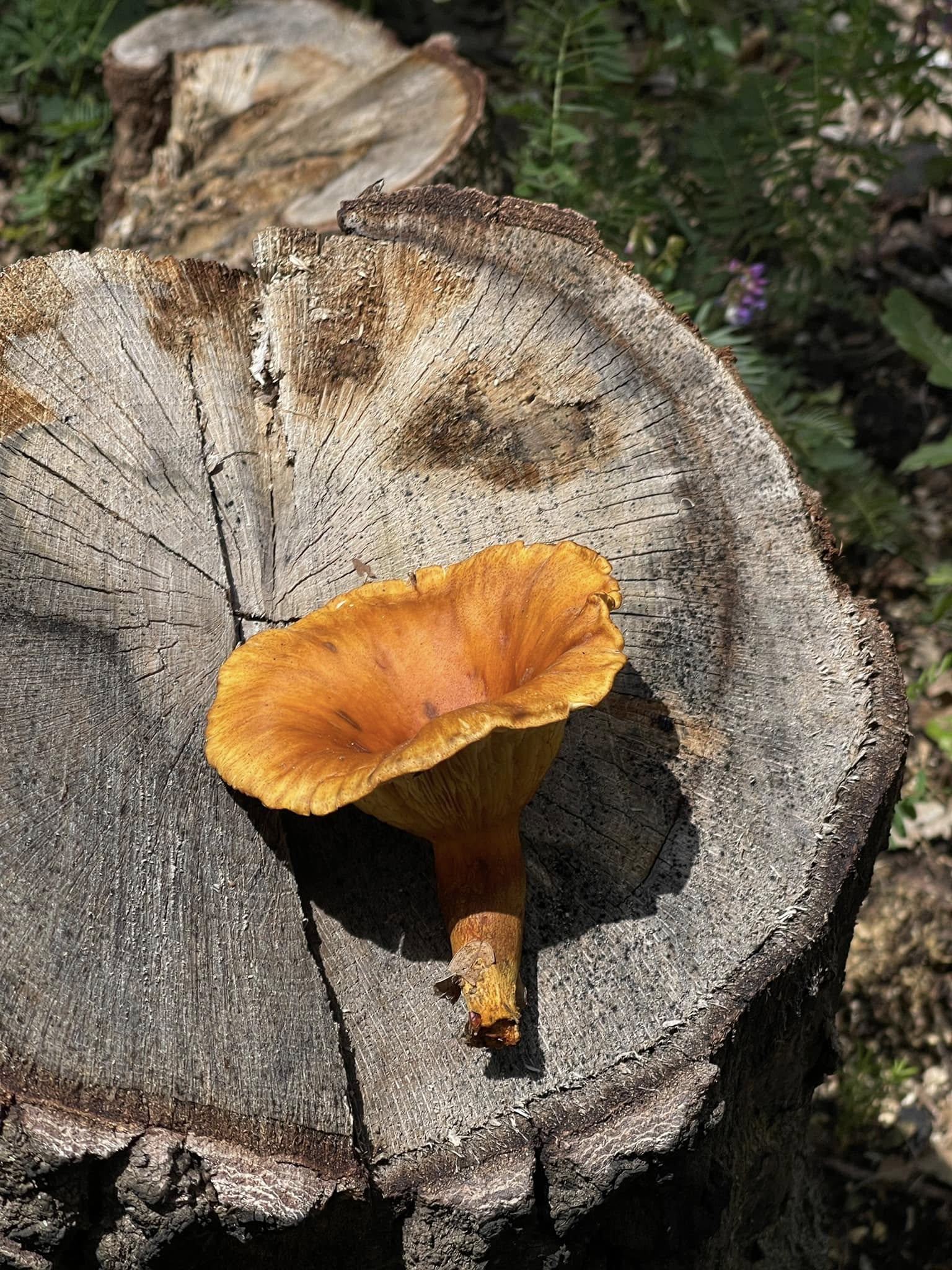 484240308_1081949053968380_7451499901763818173_n (1).jpg