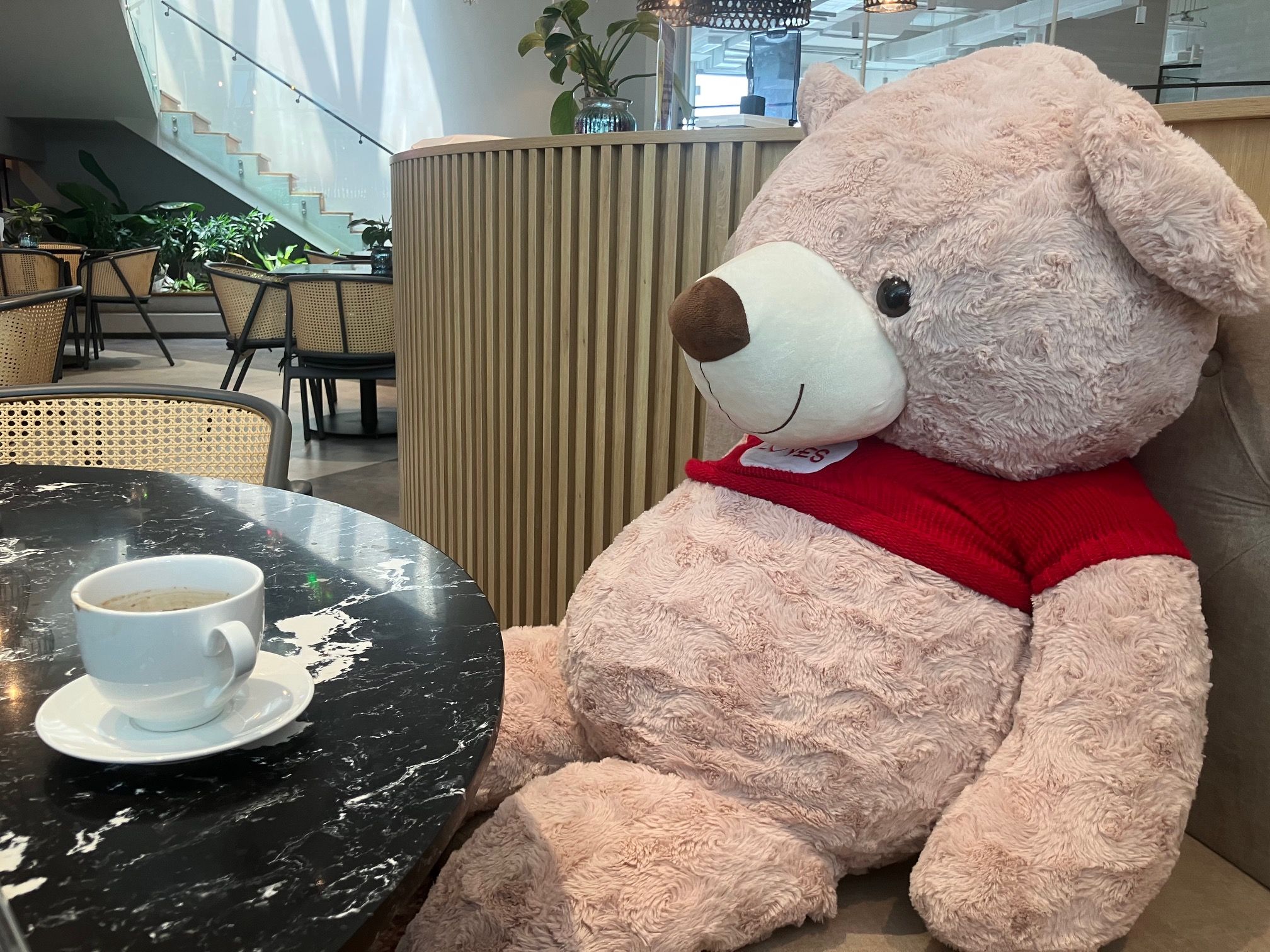 teddy.jpg