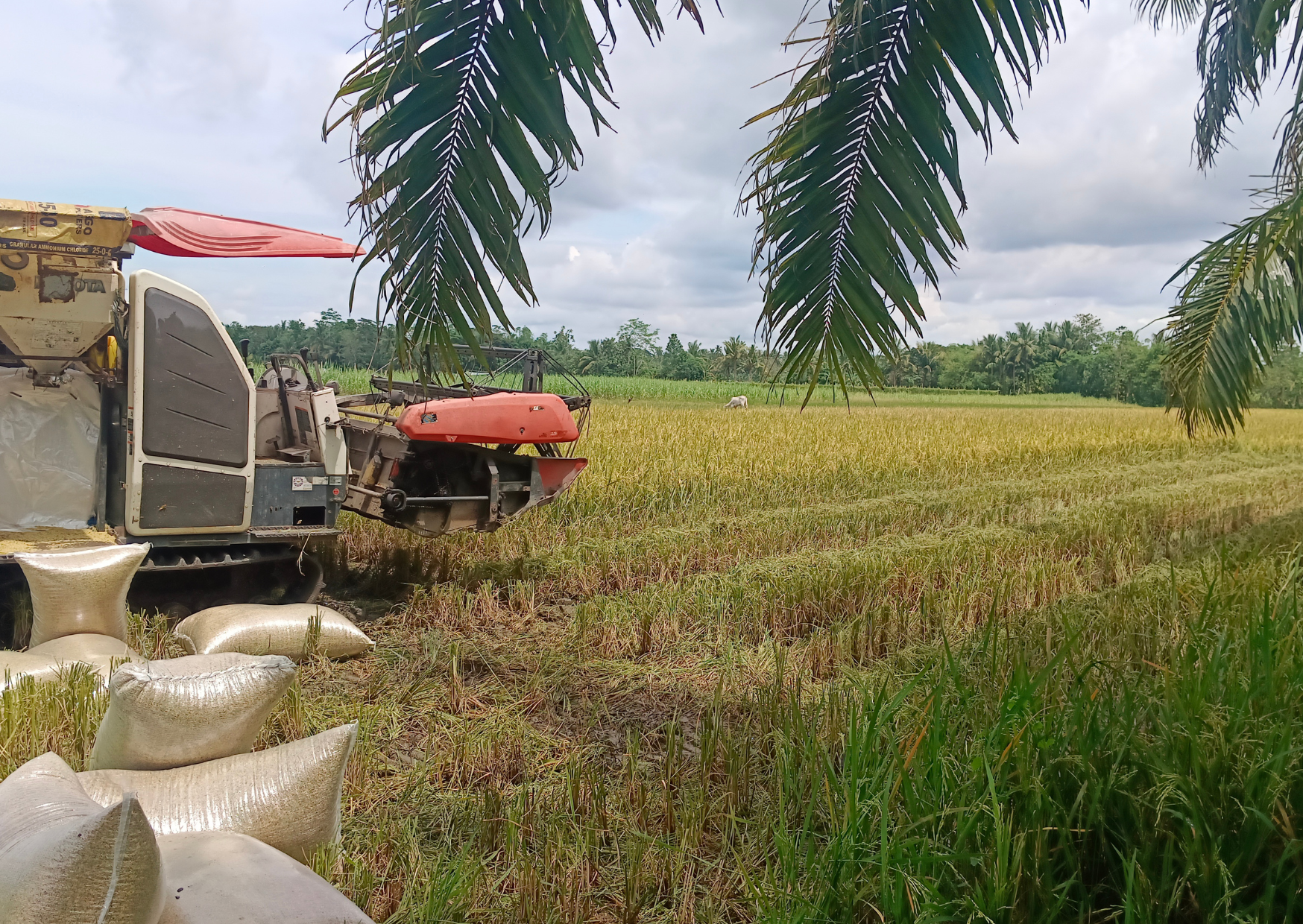 Simple Photo Collage Christmas Card.png