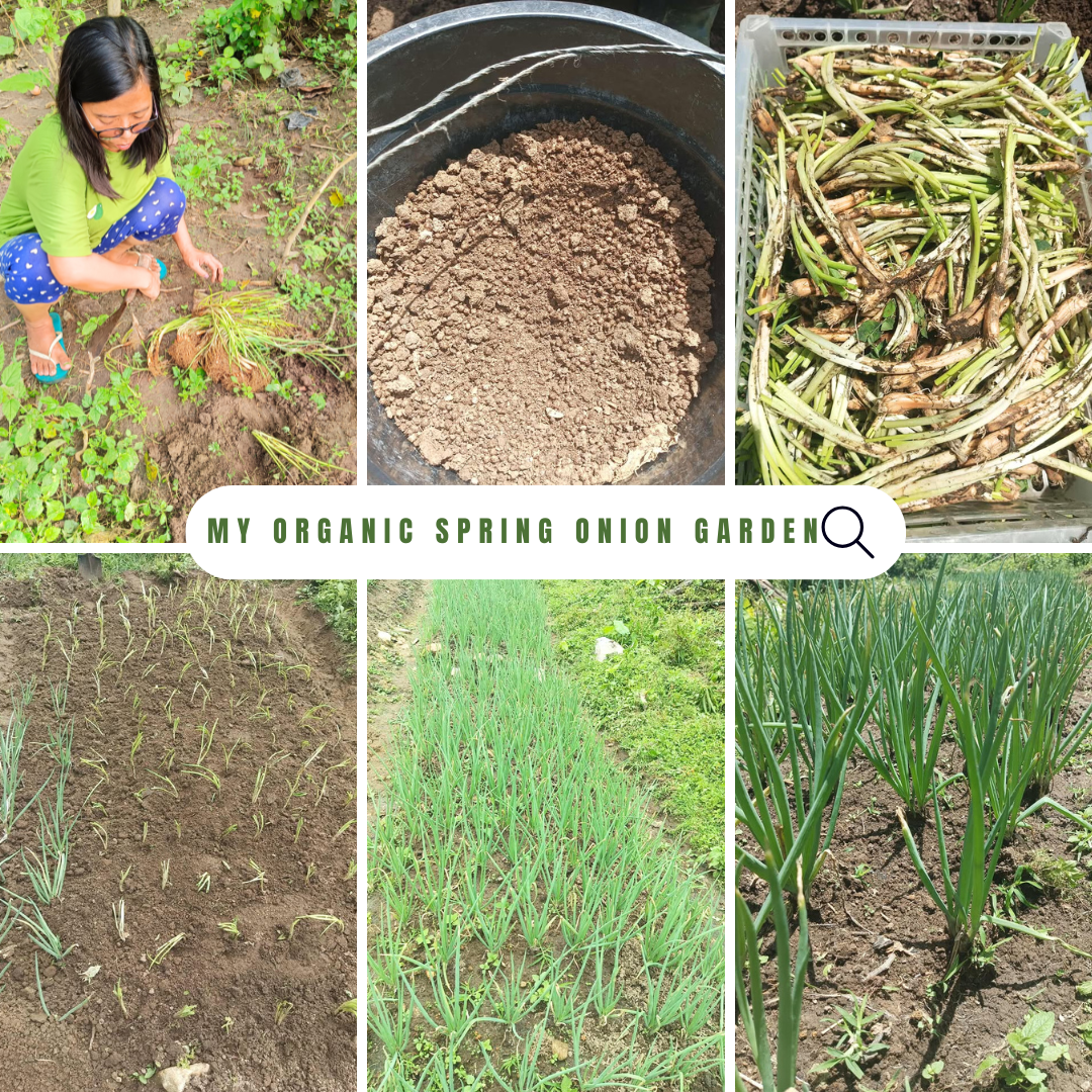2dk2RRM2dZ…
Payout: 7.489 HBDFrom Hobby to Harvest: My Organic Way of Growing Spring Onions and Turning a Crate into Garden
2025-10-01 10:20![1.png