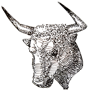 Bull Head.jpg