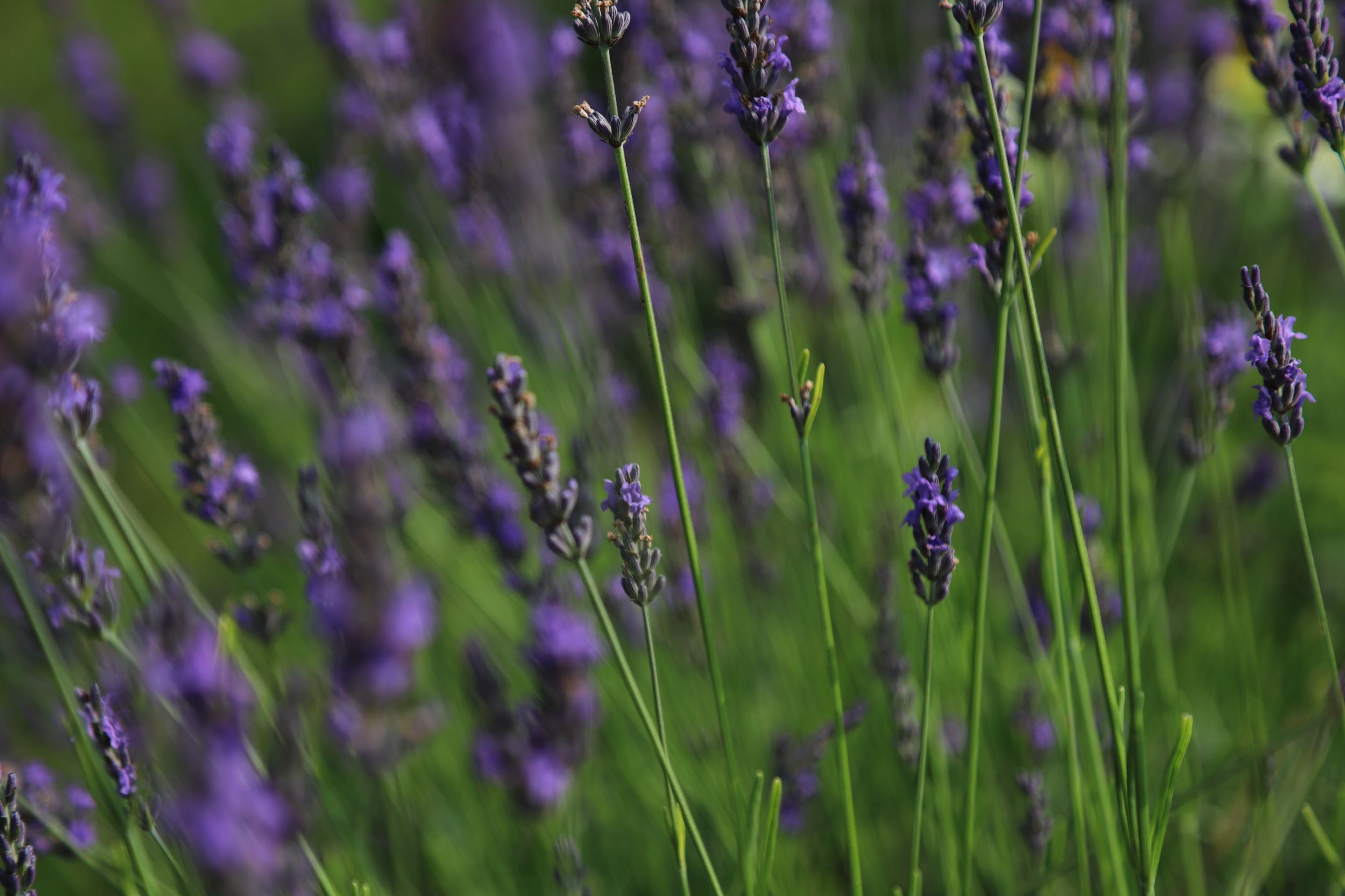 lavender 4.JPG