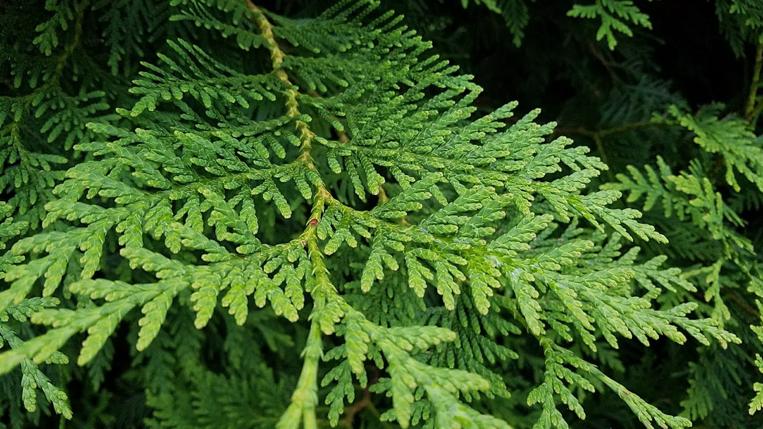 20180527_063002.jpg