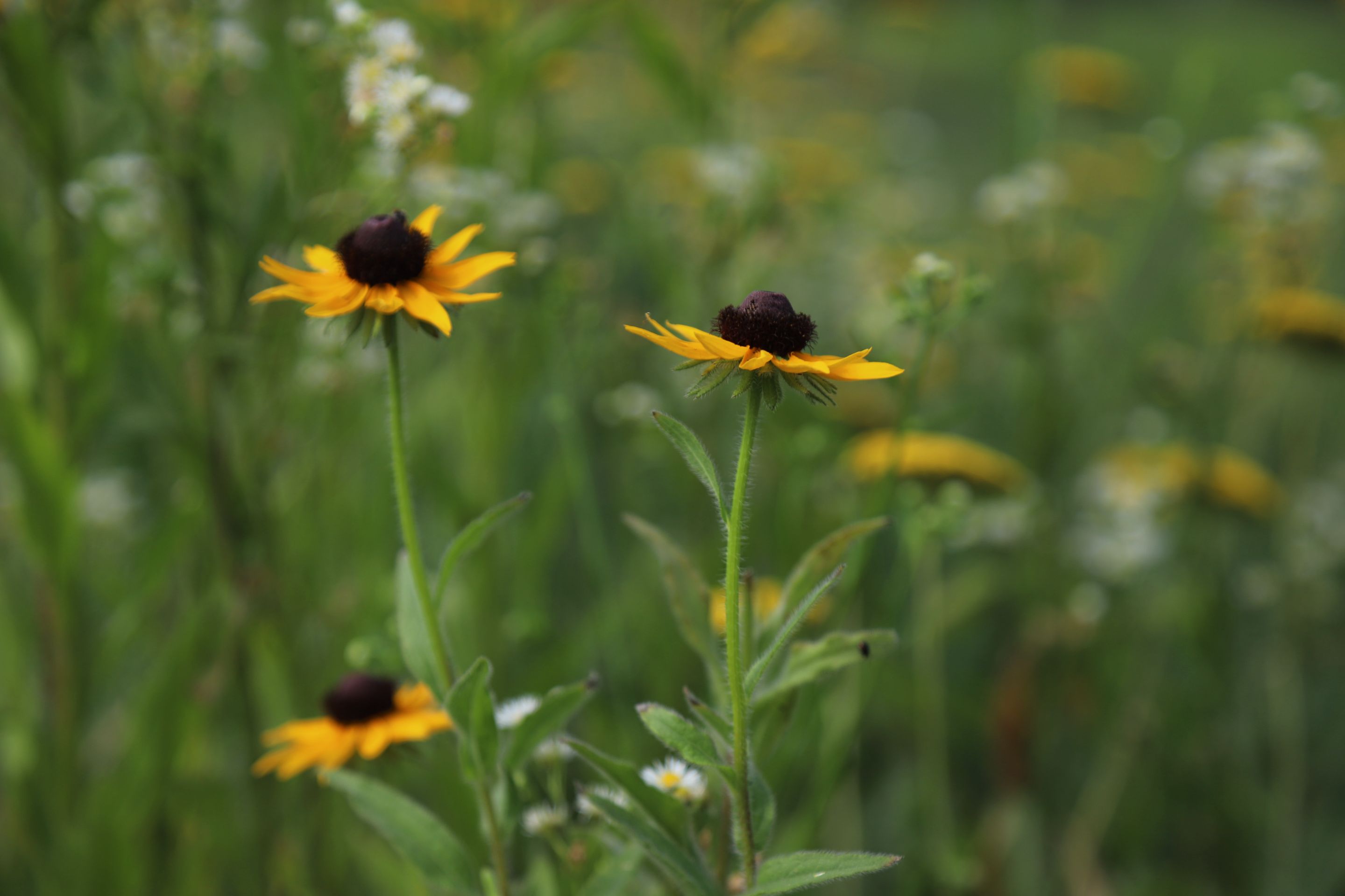 bee flowers.JPG