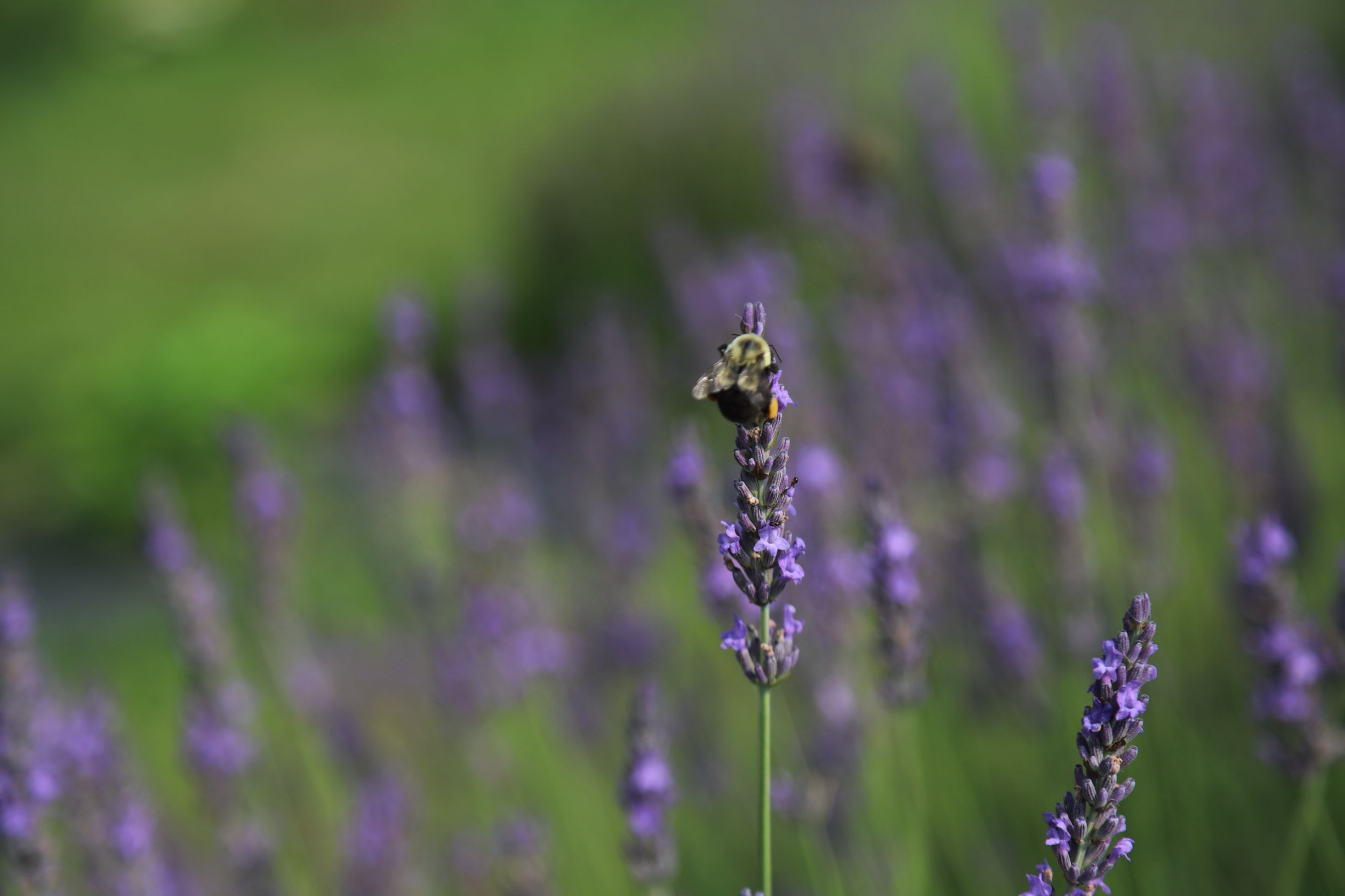 bee on lavender.JPG
