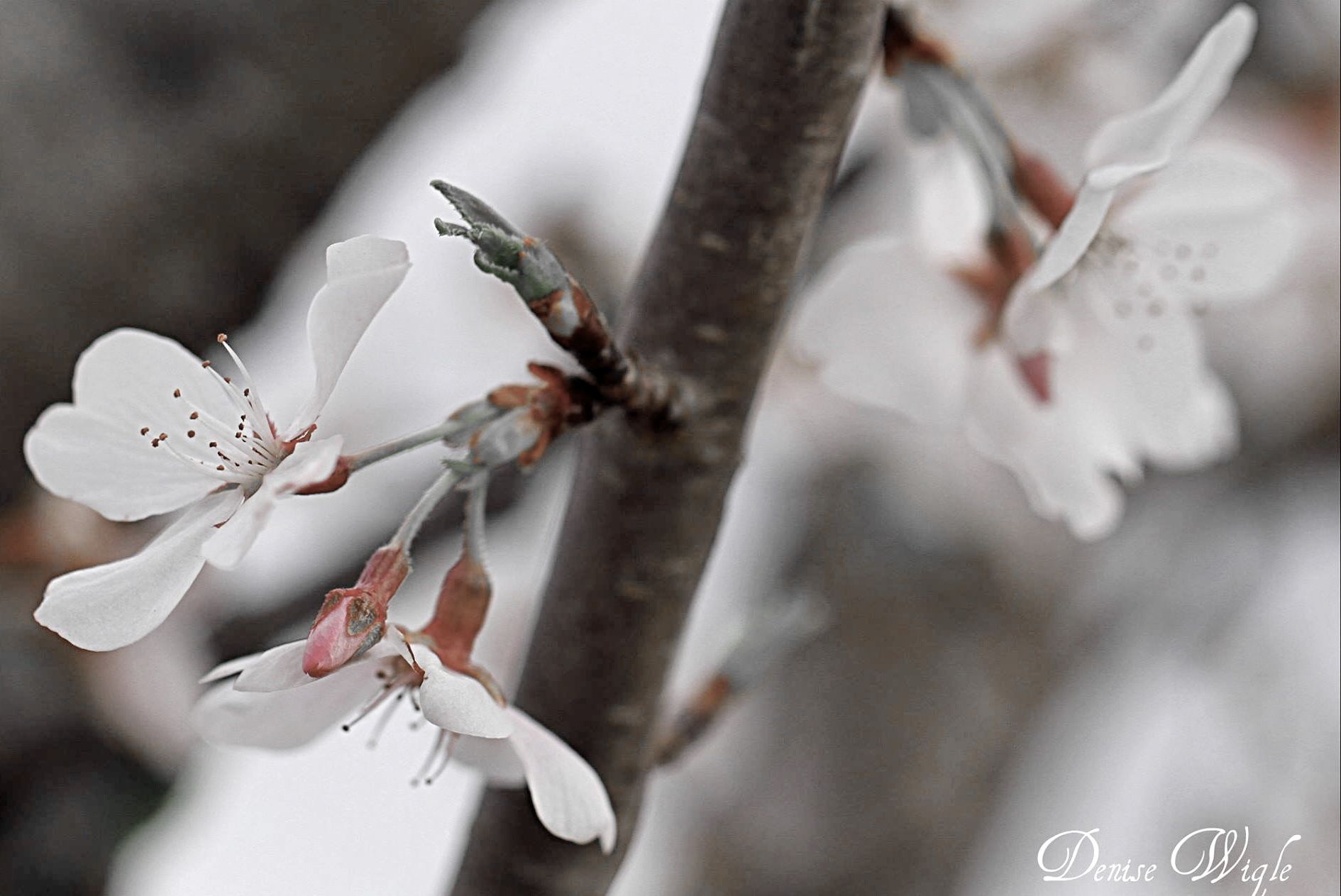 cherry tree with trunk 3.jpg