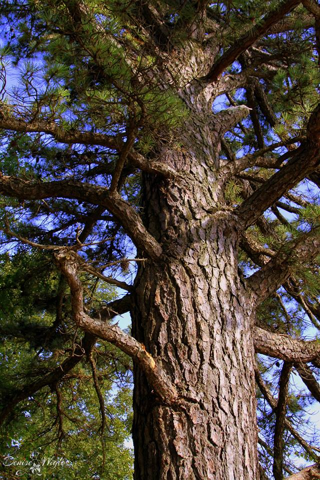 Tree of life a.png