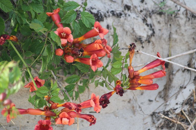 orange trumpets.jpg