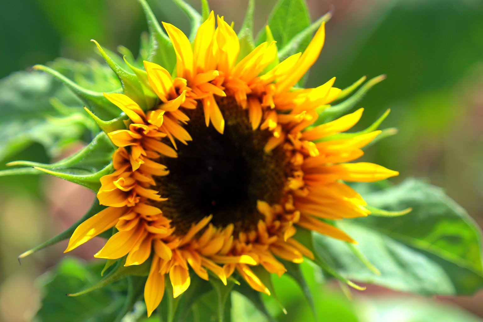 sunflower.jpg