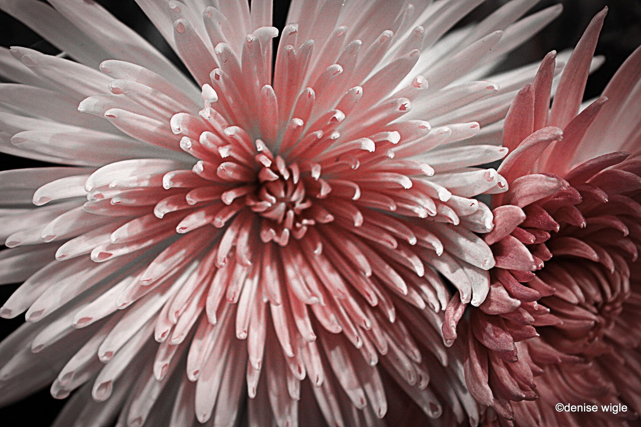 flowers in the spring 2.jpg