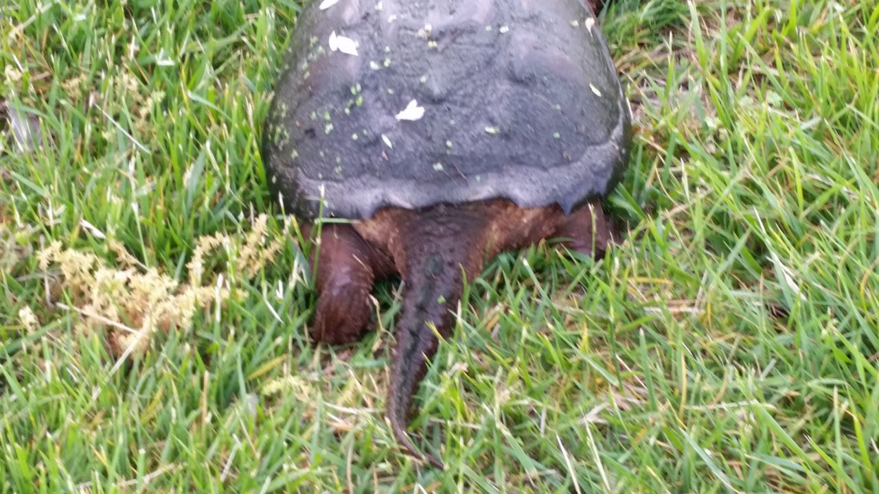 turtle the end.jpg