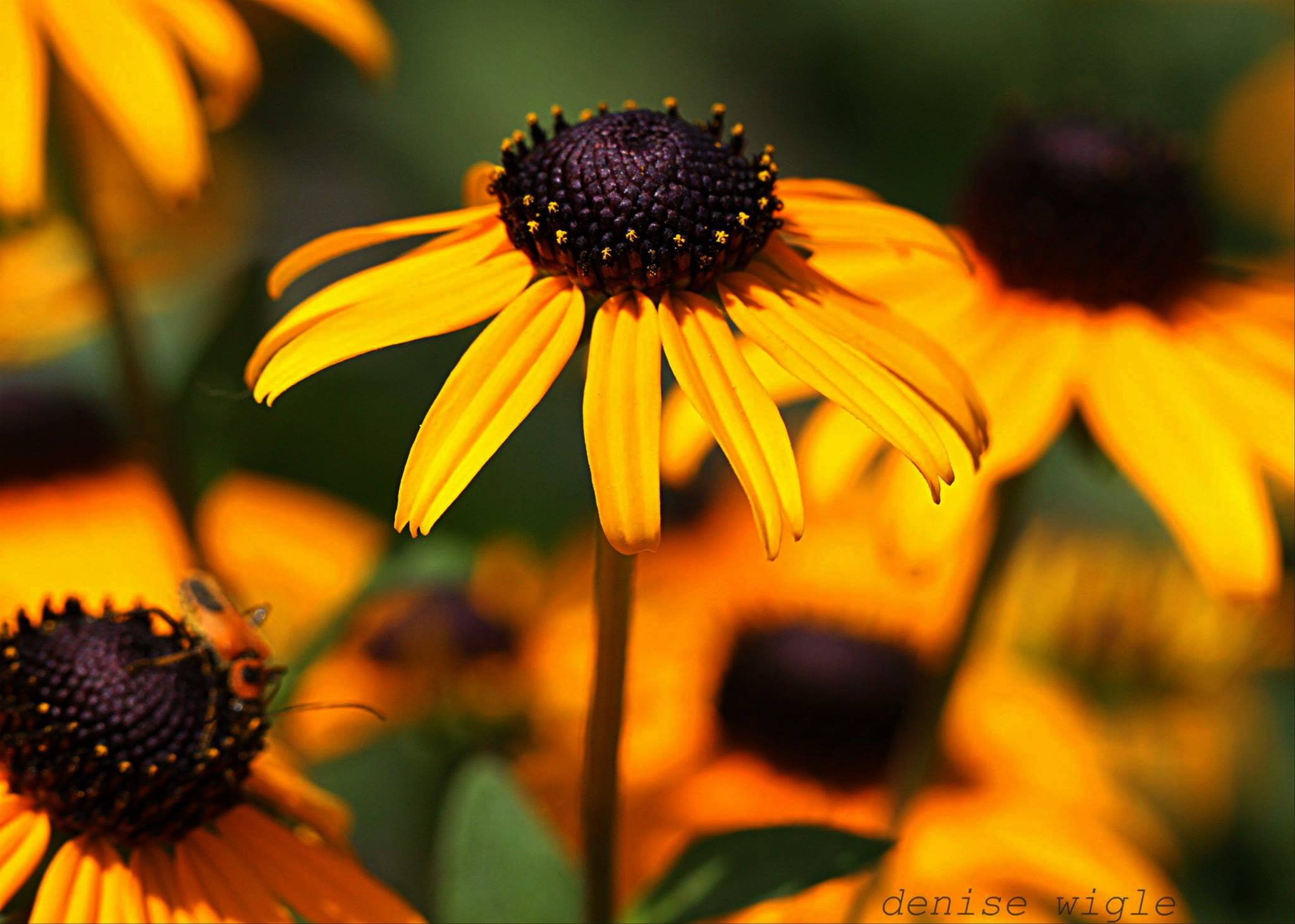 flowers.jpg