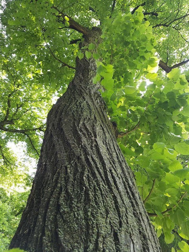 the tree.jpg
