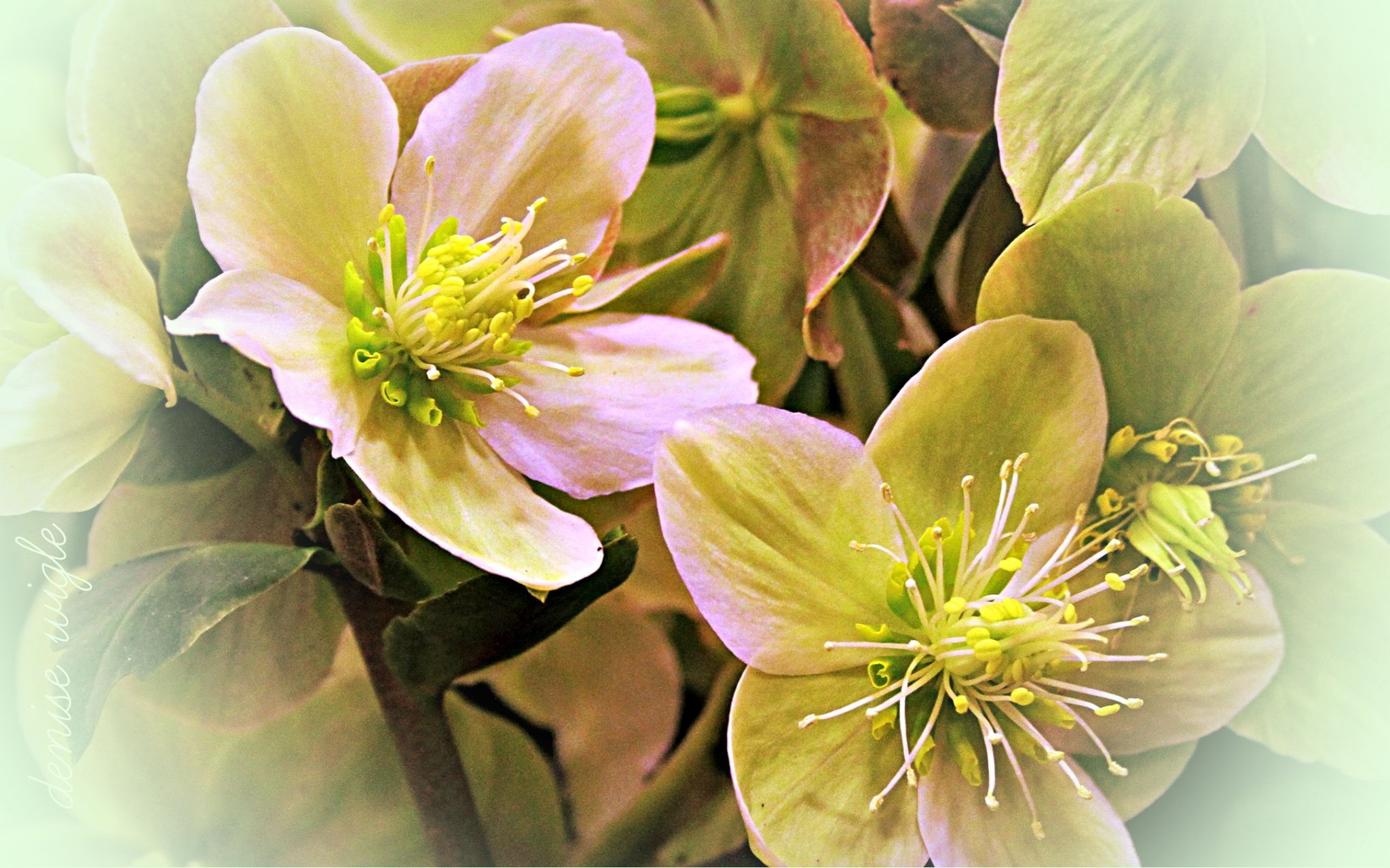 spring flowers 2.jpg