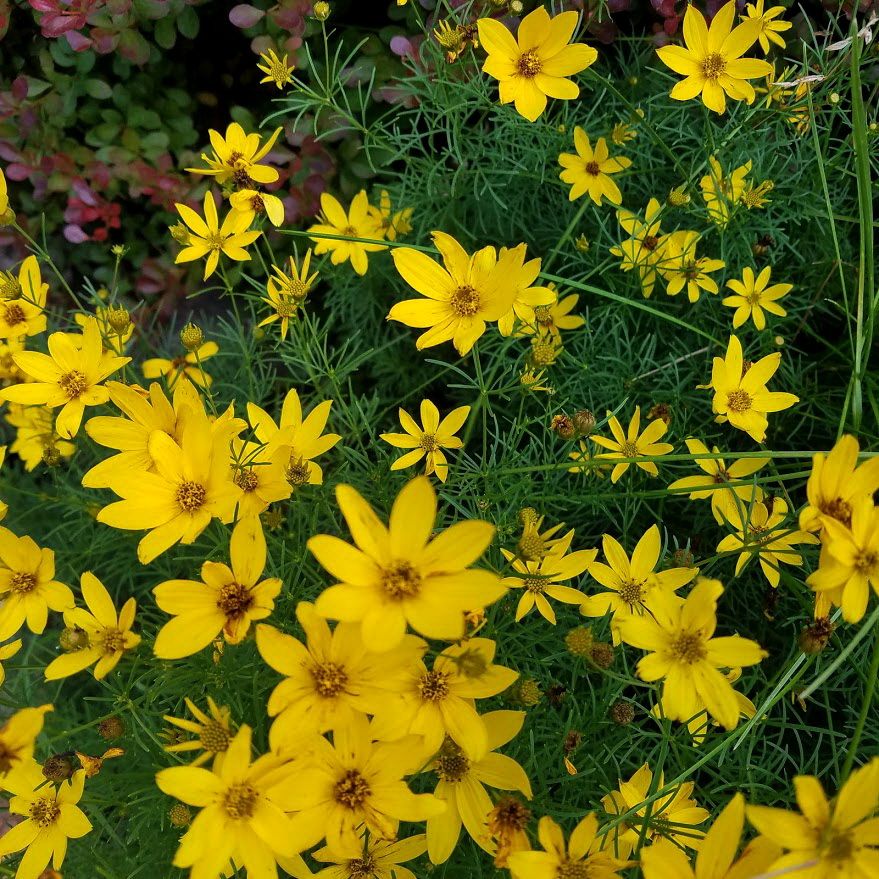 20200614_101848flowers.jpg
