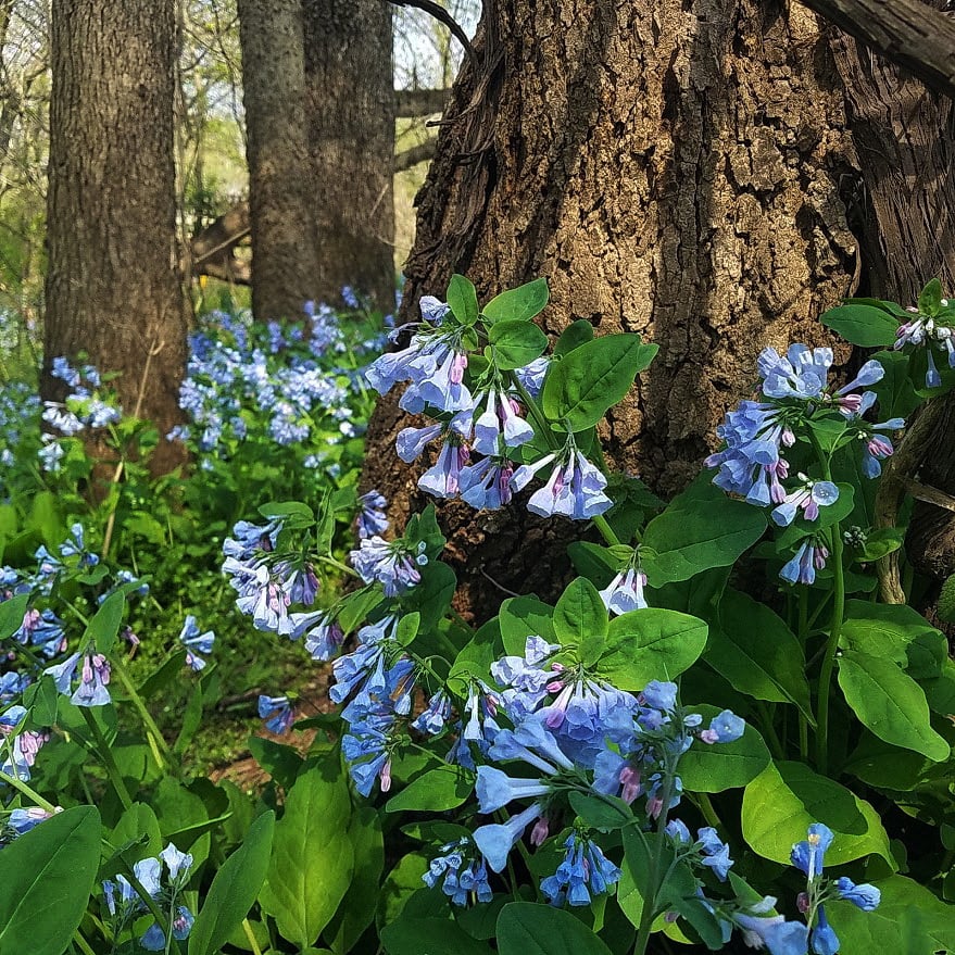 bluebells.jpg
