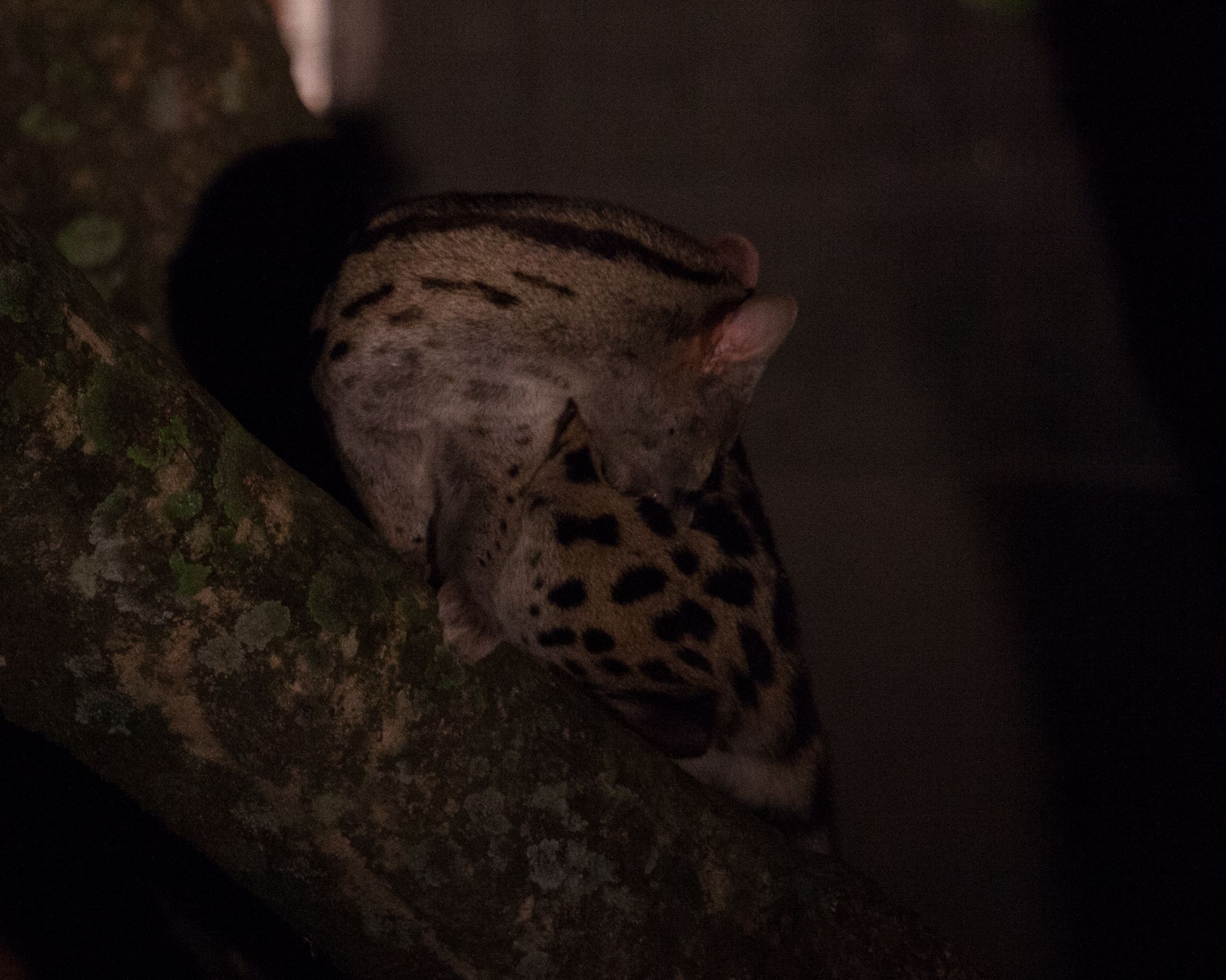 Day 4 Mara (3 of 87).jpg