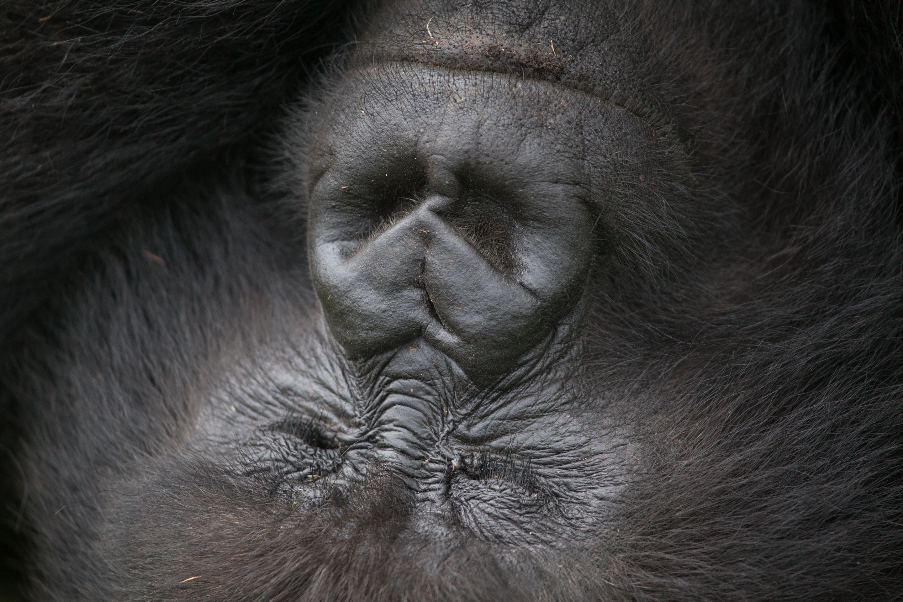 Day 10 Gorillas (61 of 61).jpg