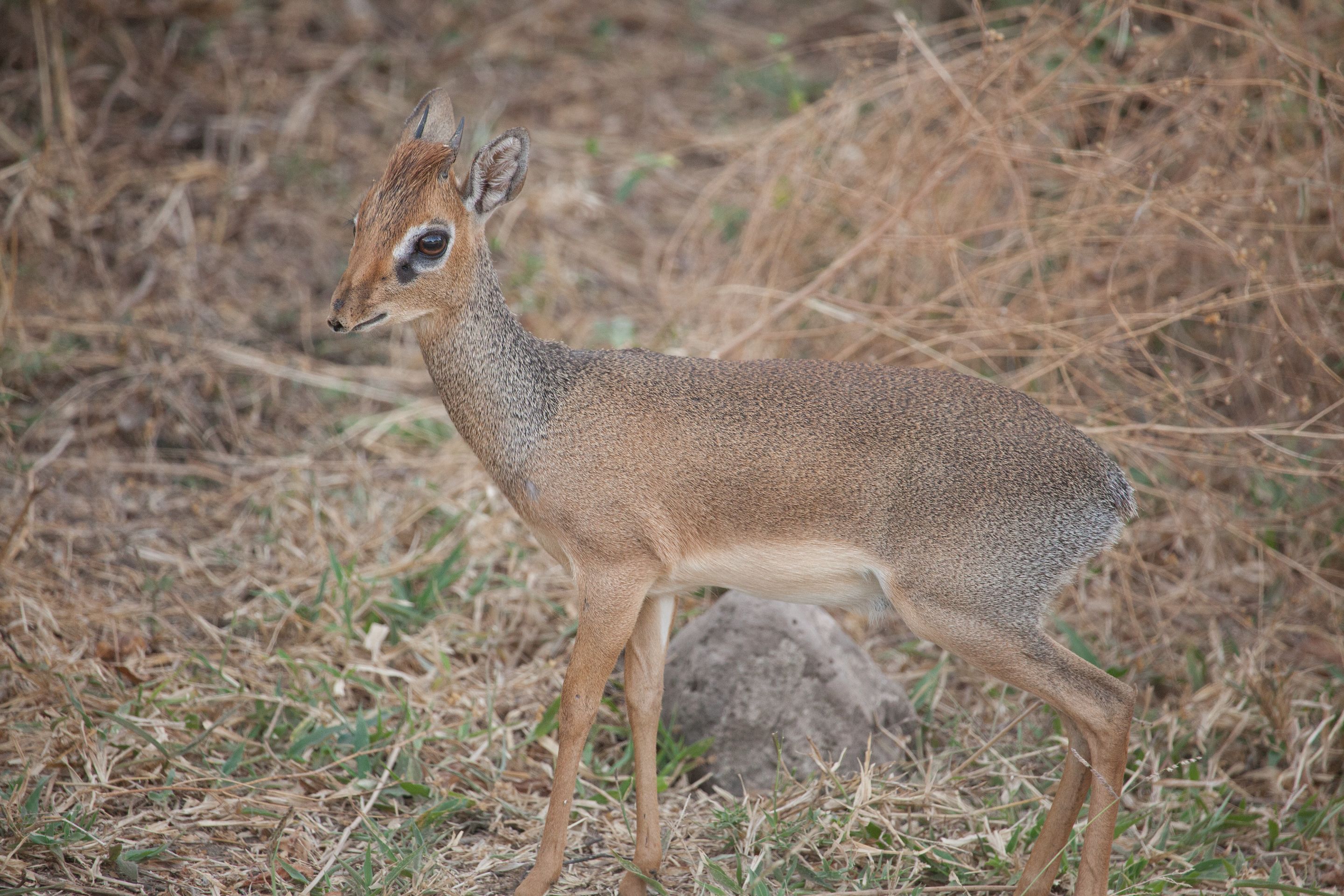 Day 7 Lake Manyara (68 of 103).jpg