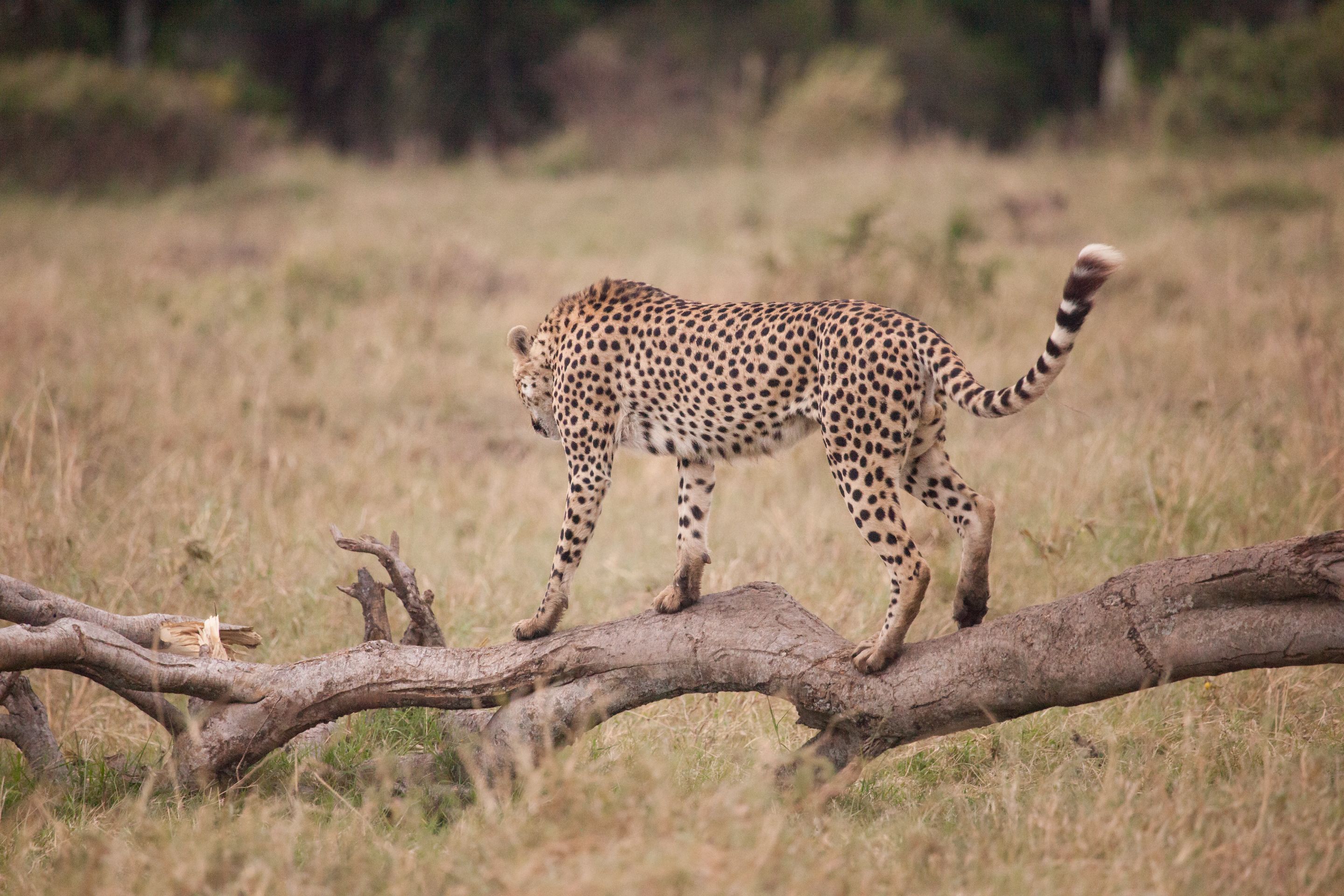 Day 2.5 Mara (15 of 29).jpg