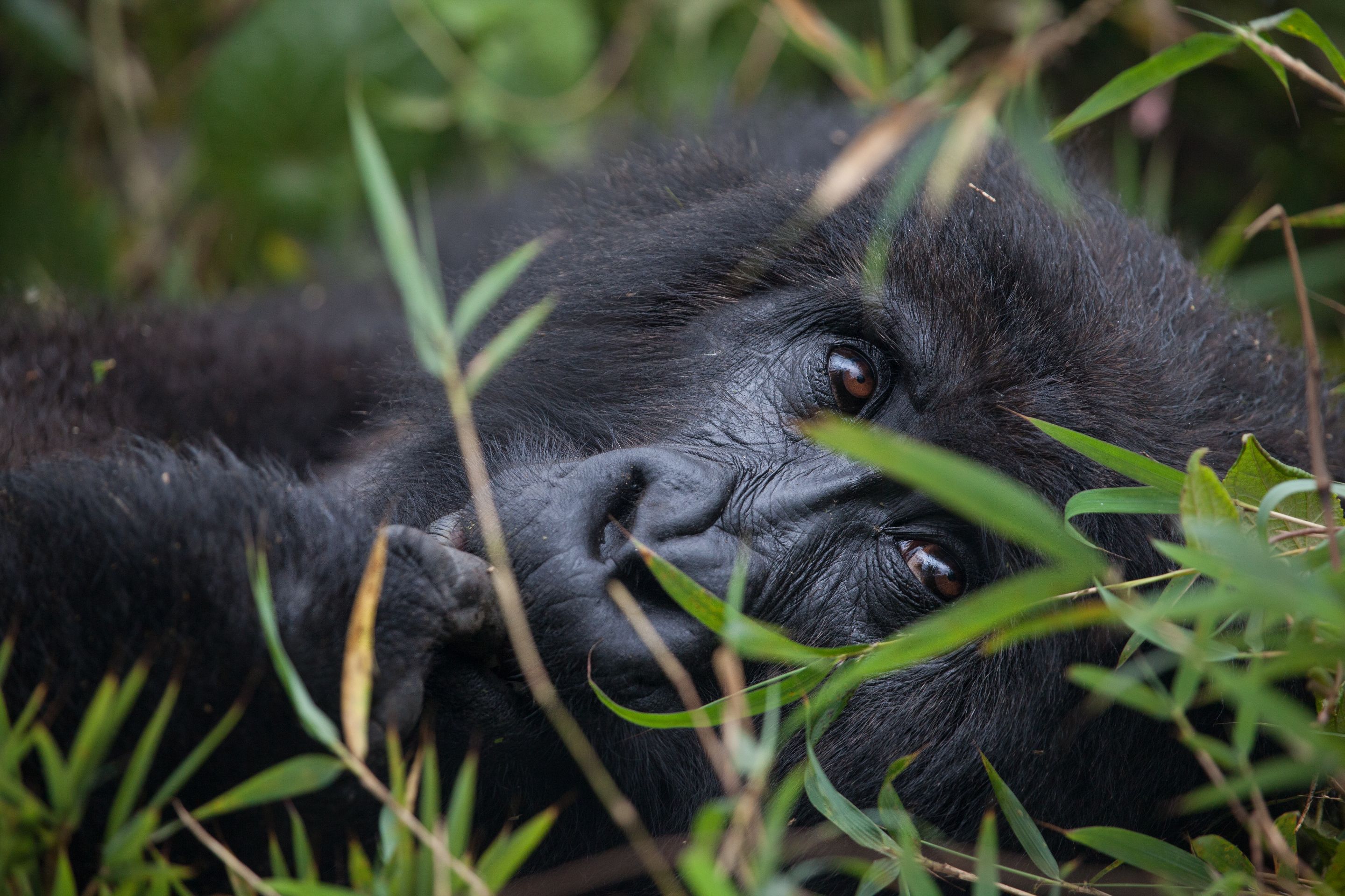 Day 10 Gorillas (34 of 61).jpg