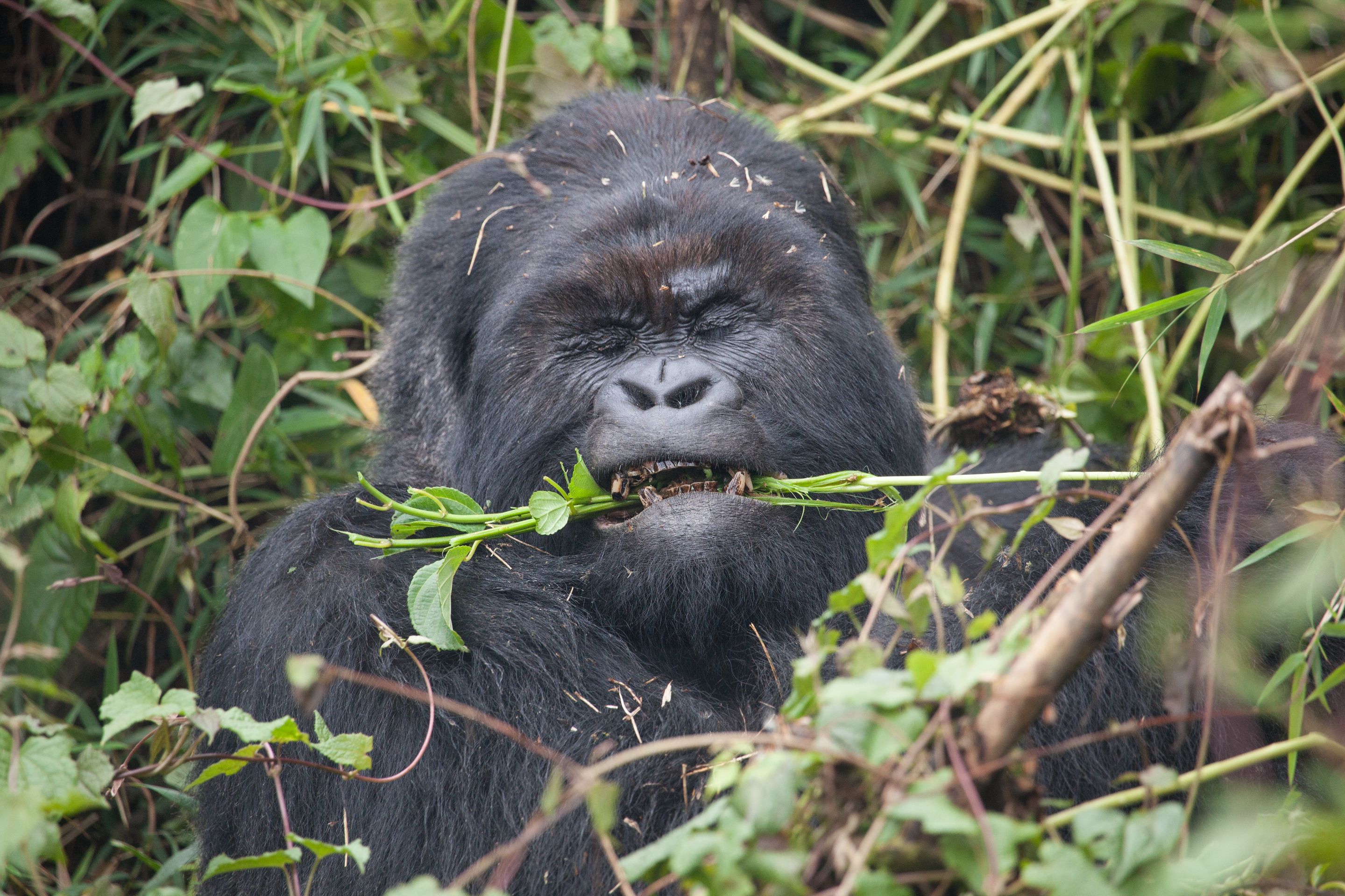 Day 10 Gorillas (44 of 61).jpg