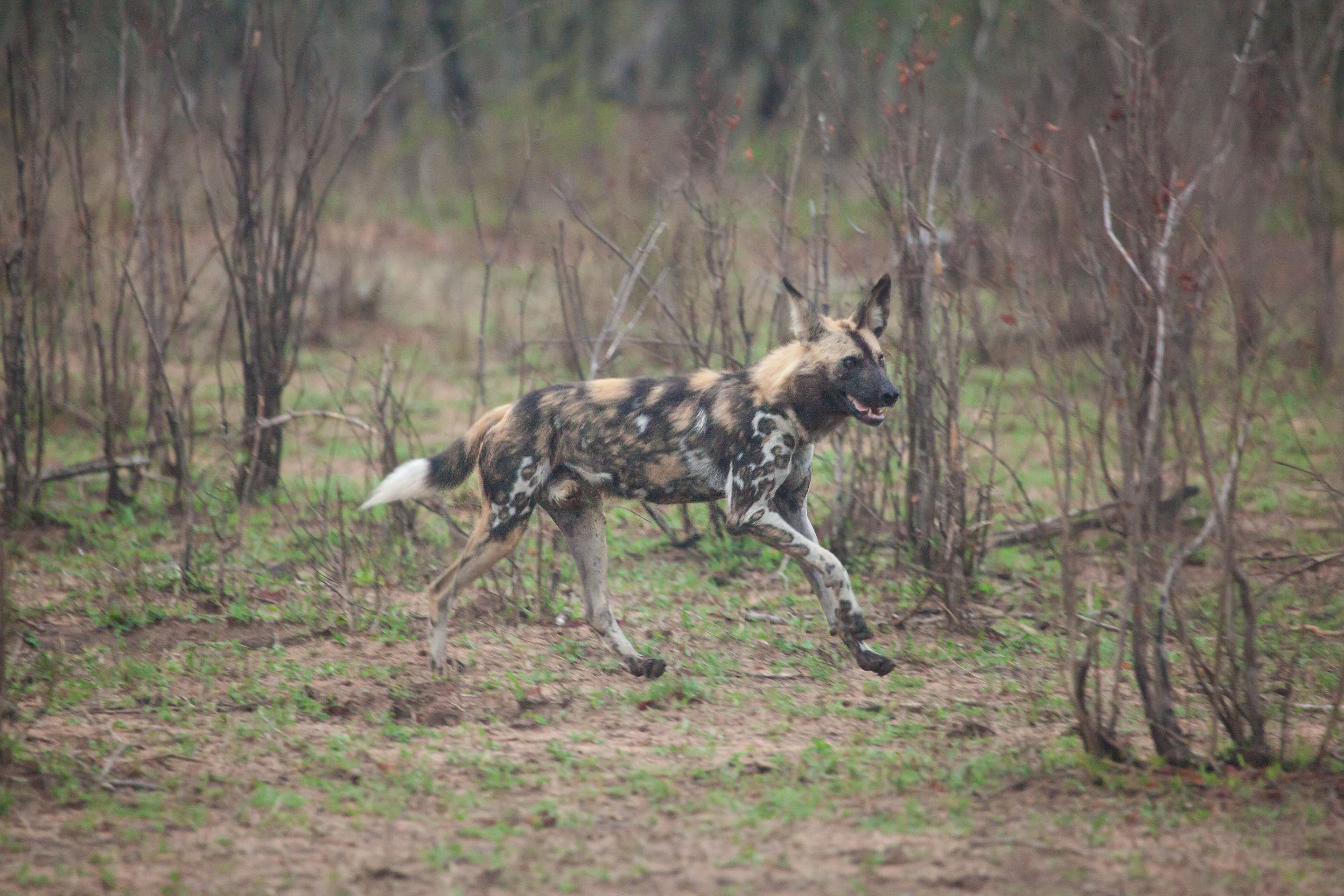 Day 12 SabiSands (25 of 43).jpg