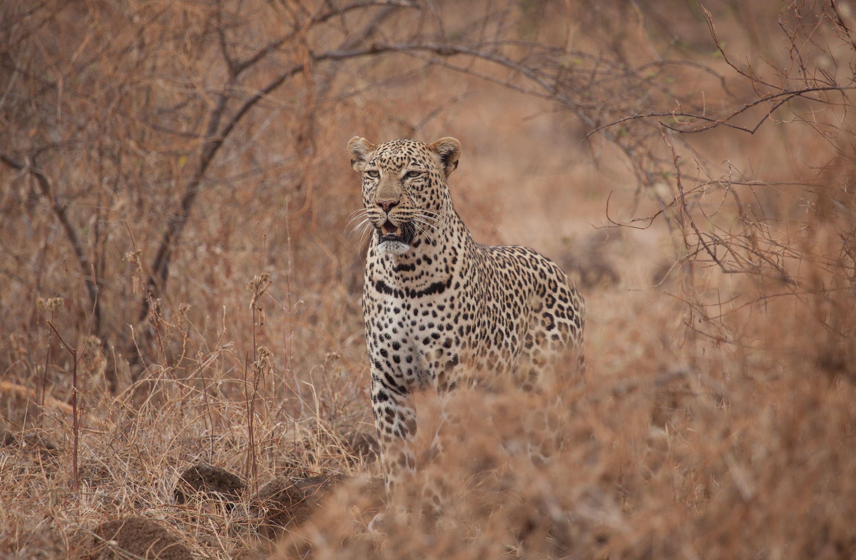 Day3 LeopardPortrait (1 of 1).jpg