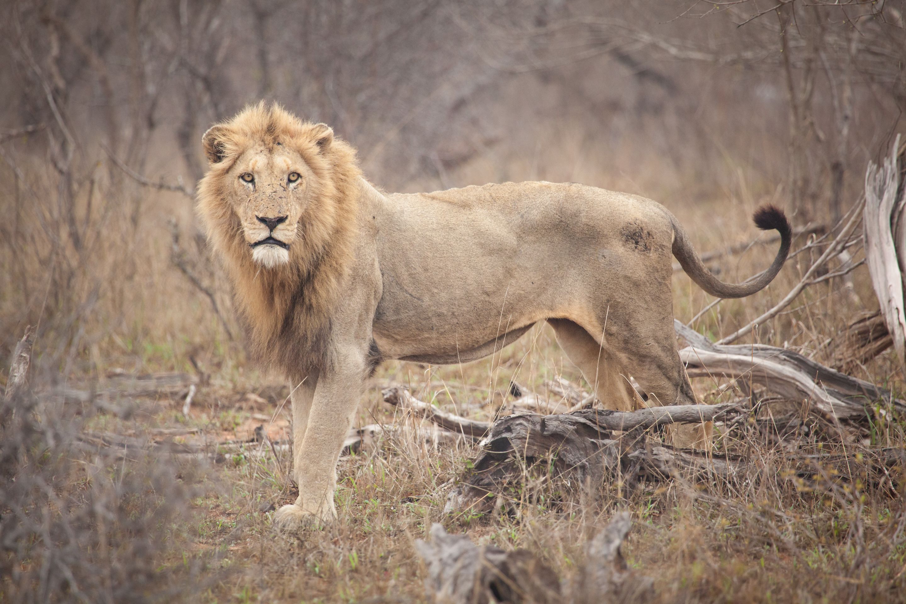 Day 13 SabiSands (20 of 76).jpg