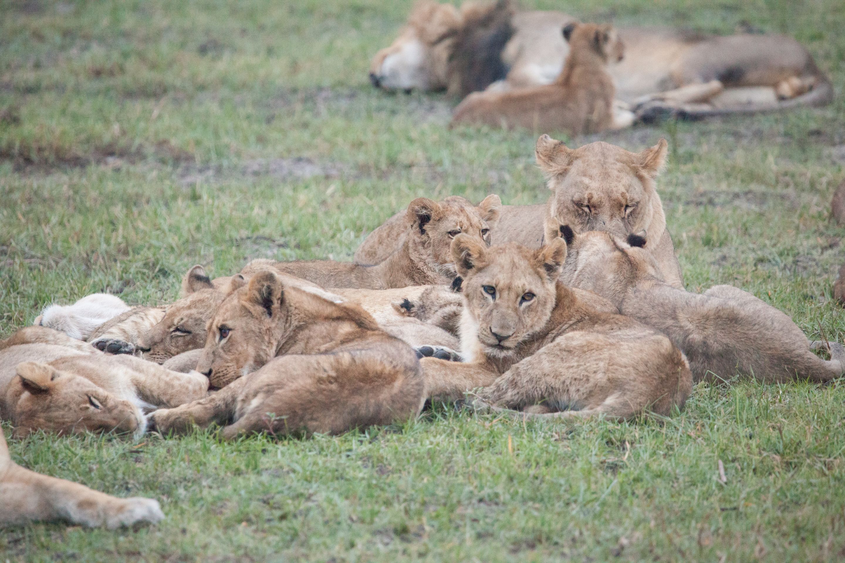 Day 17 Okavango Sandibe (46 of 85).jpg