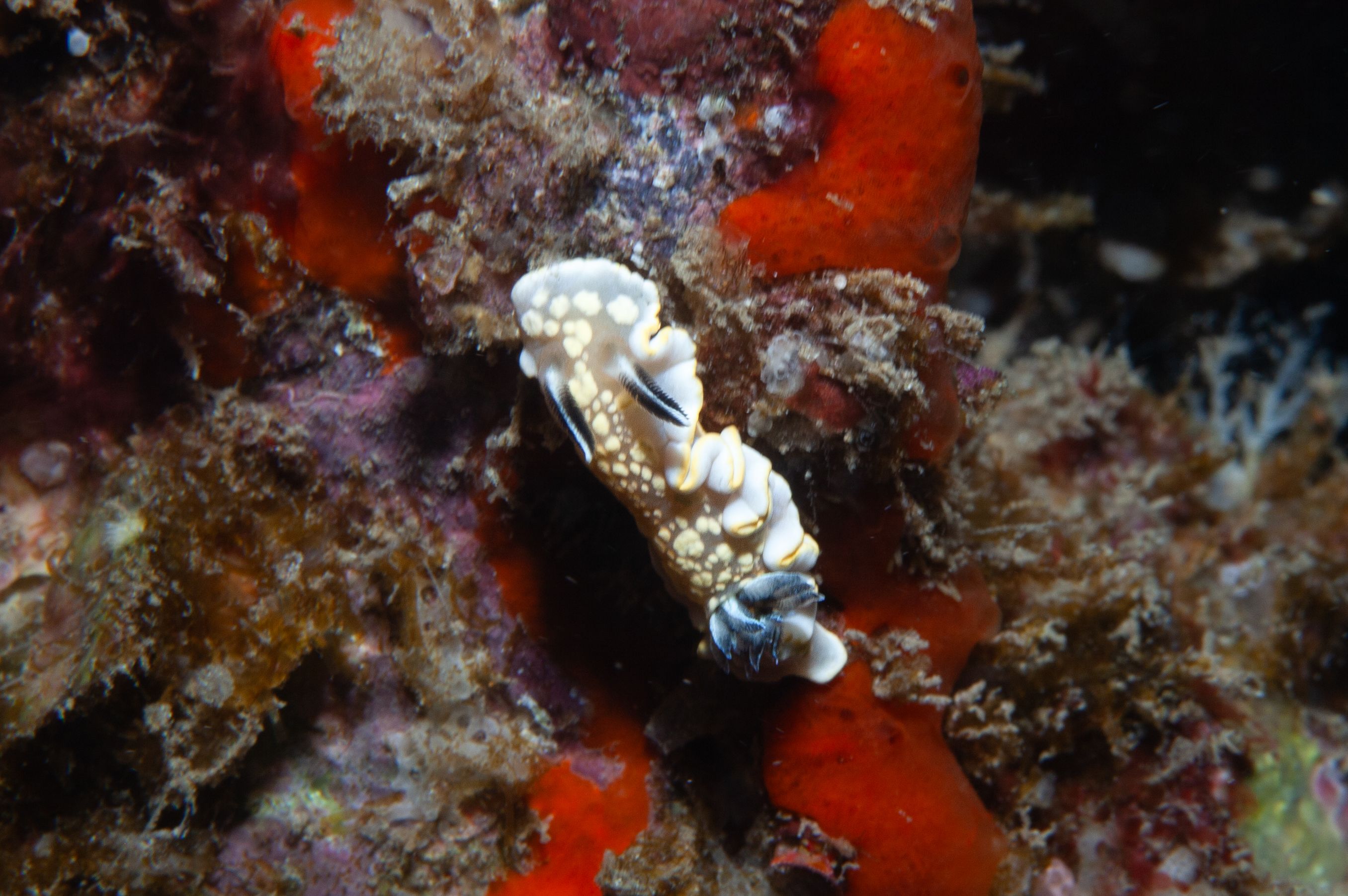 TurtleTown Solo Dive (36 of 36).jpg