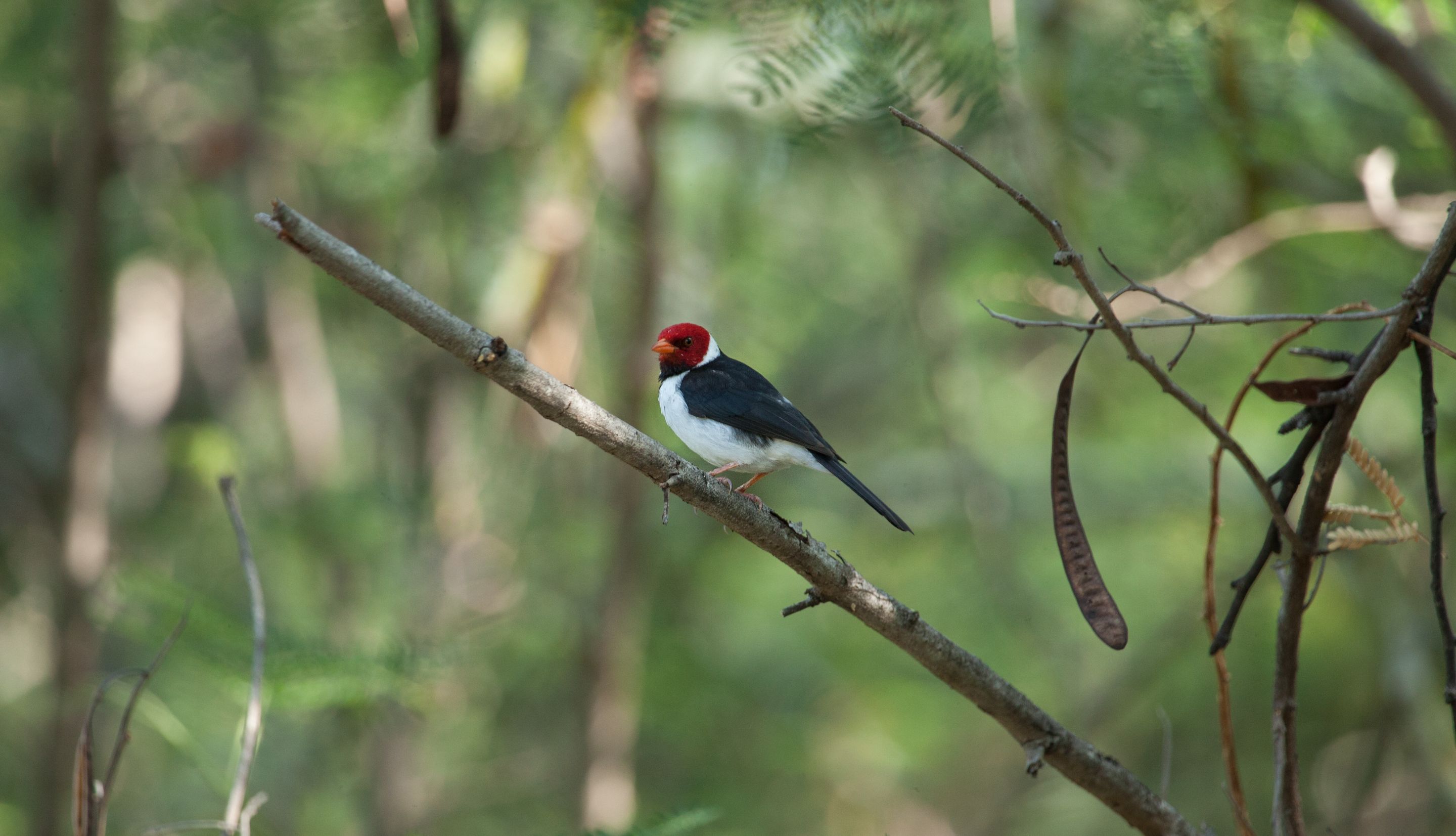birds (37 of 37).jpg