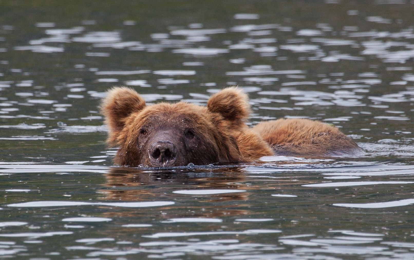 Close to Bears at Katmai National Park, Alaska 