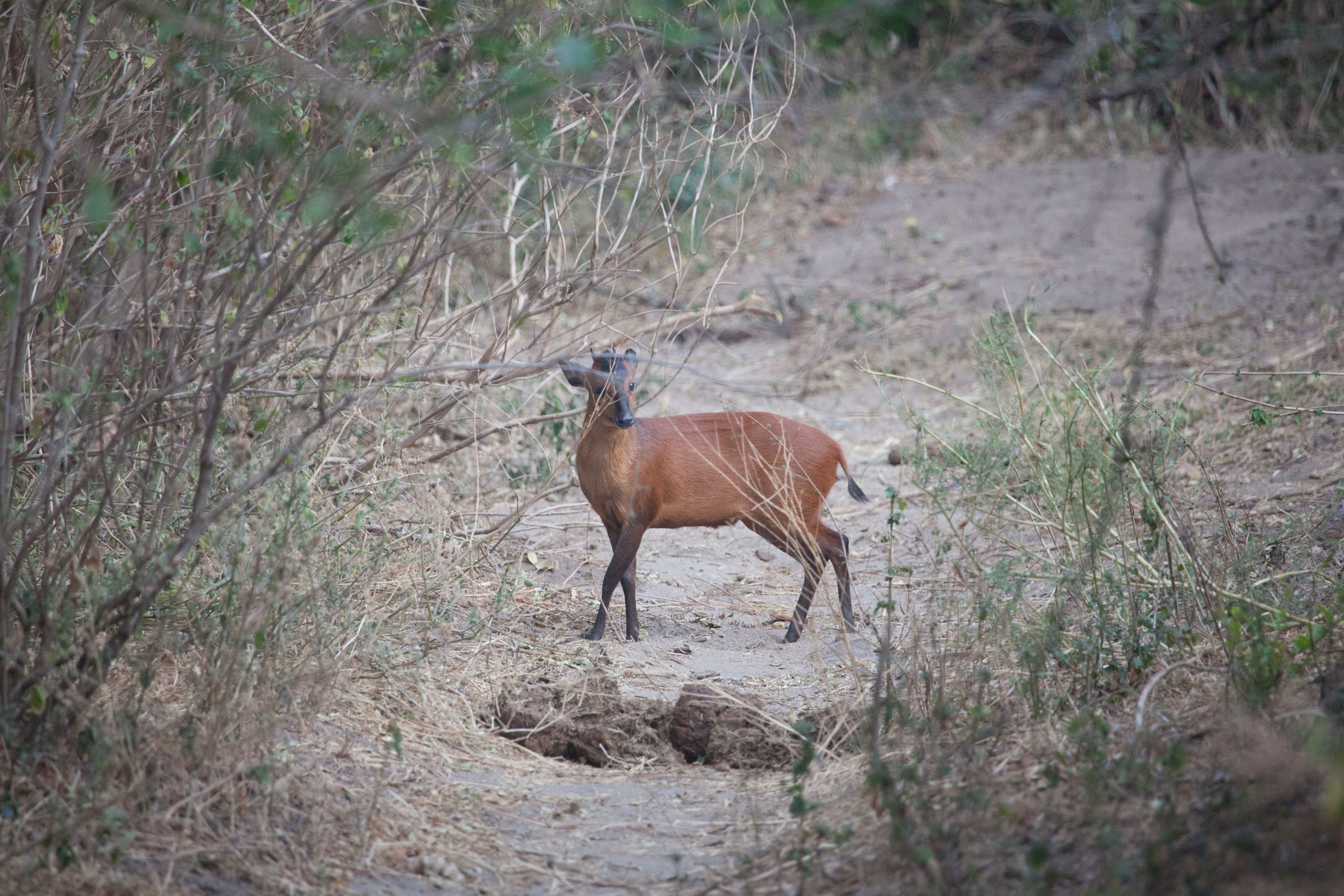 Day 7 Lake Manyara (70 of 103).jpg