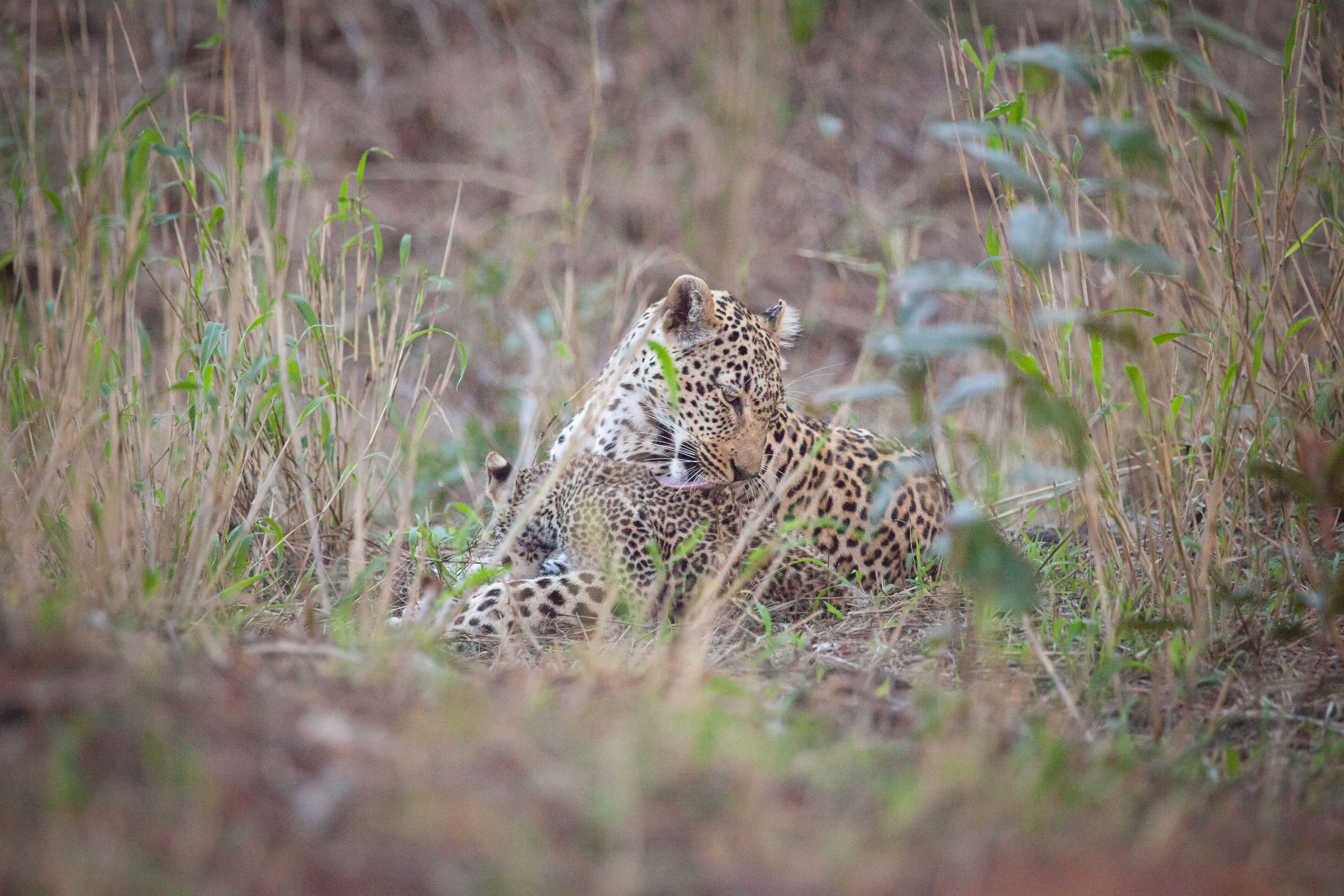 Day 13.5 SabiSands (21 of 29).jpg