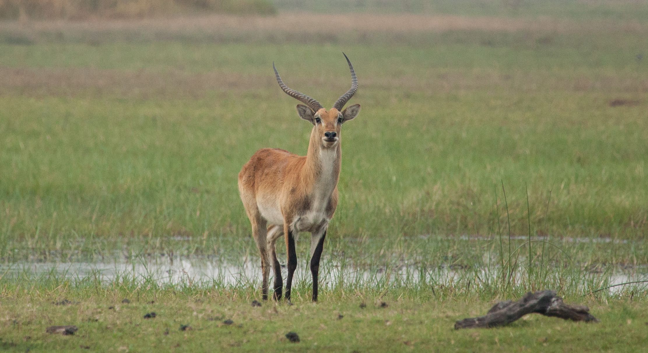 Day 17 Okavango Sandibe (58 of 85).jpg