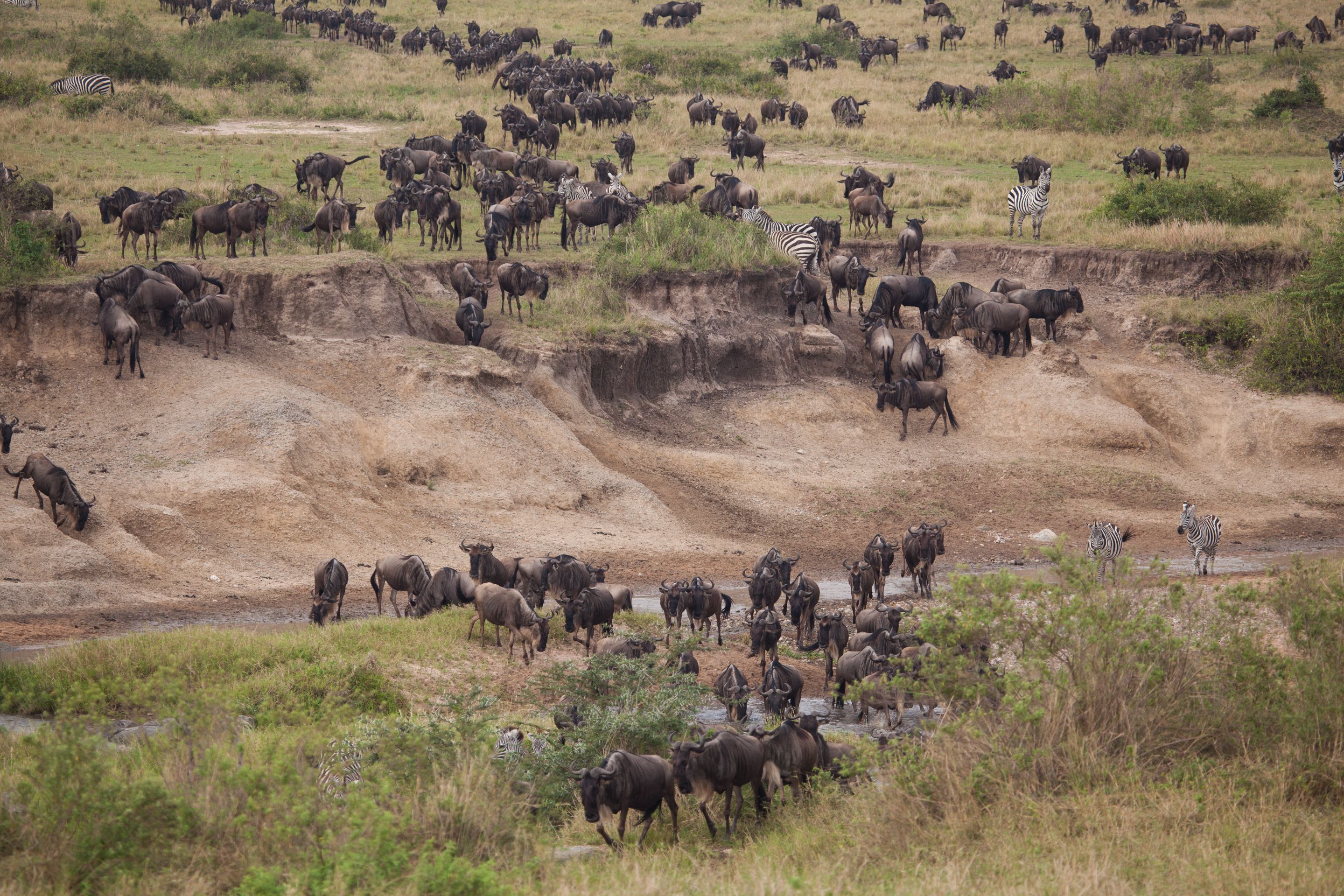 Day 6 Serengeti (36 of 62).jpg