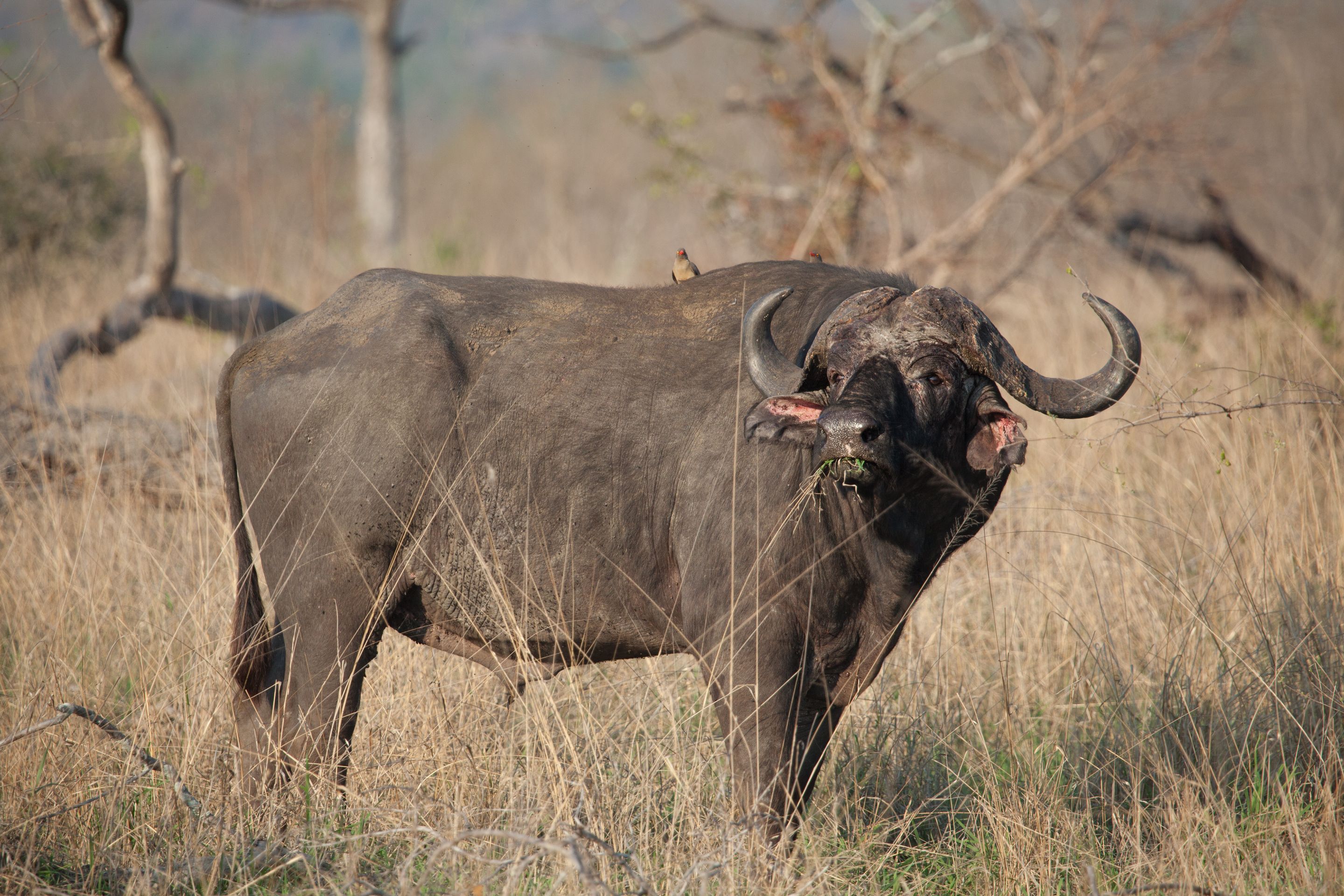 Day 16 SabiSands (23 of 28).jpg