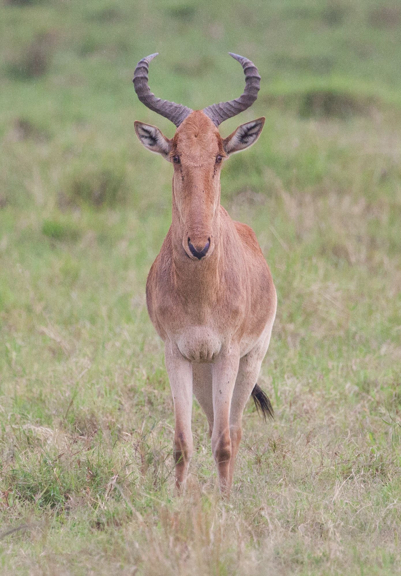 Day 1 Mara (56 of 61).jpg