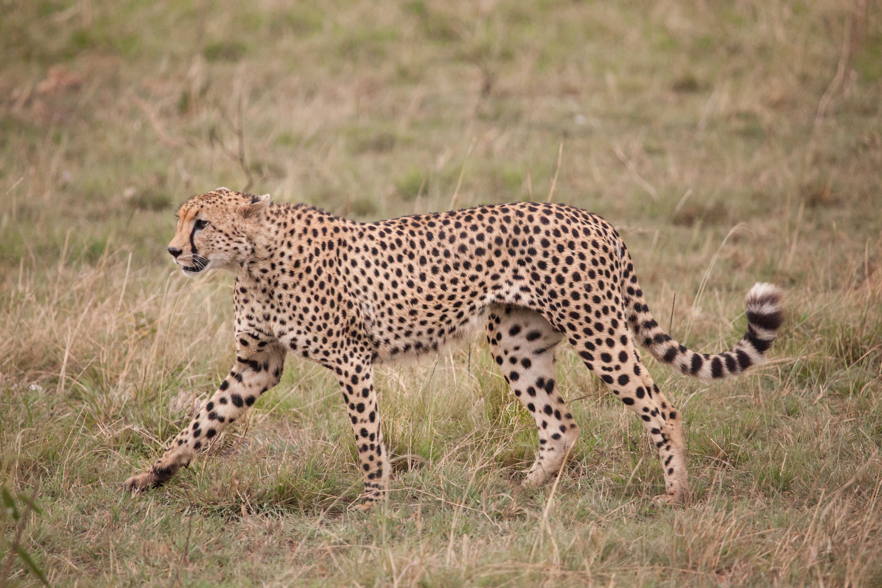 Day 2.5 Mara (20 of 29).jpg