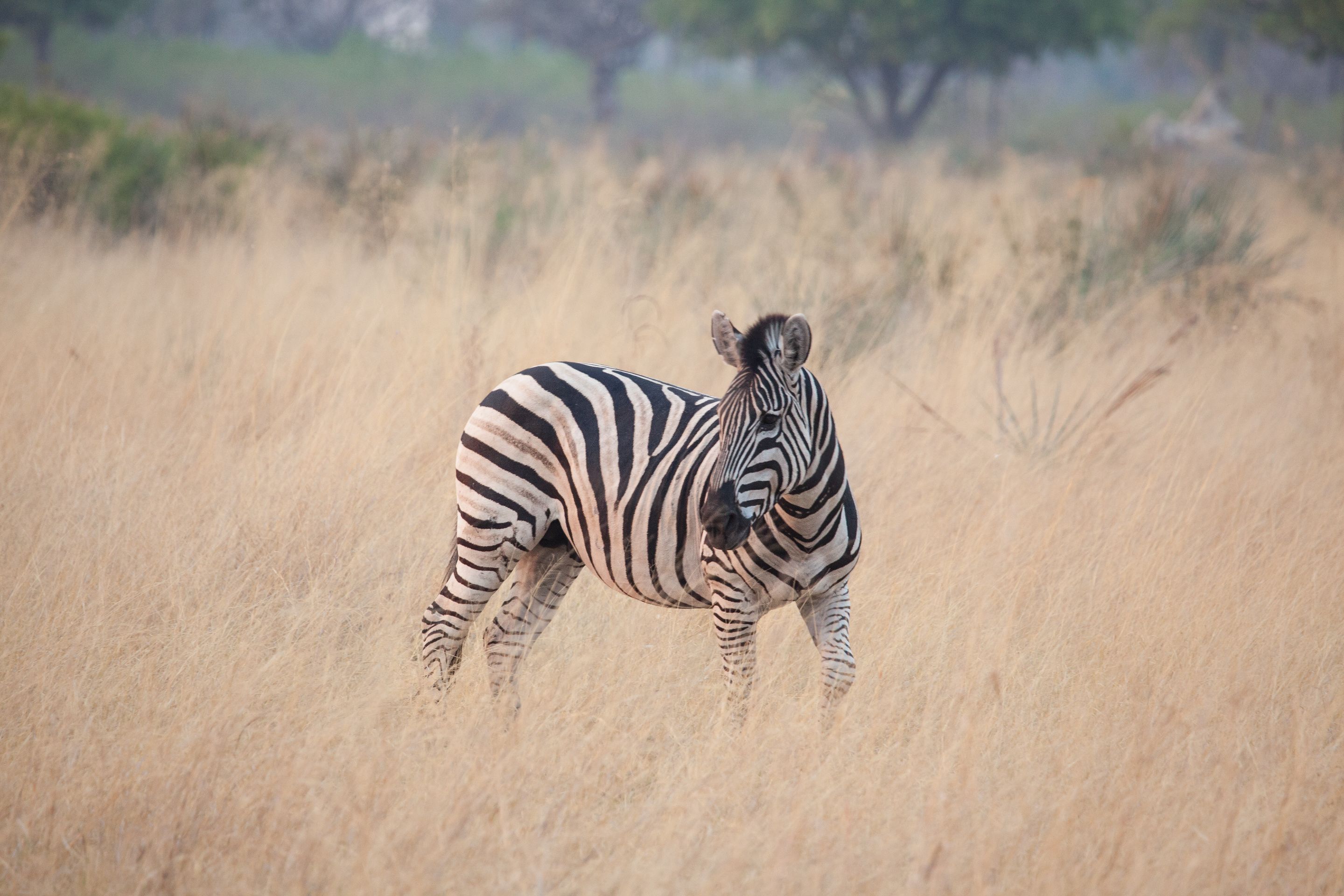 Day 18 Okavango Sandibe (52 of 69).jpg