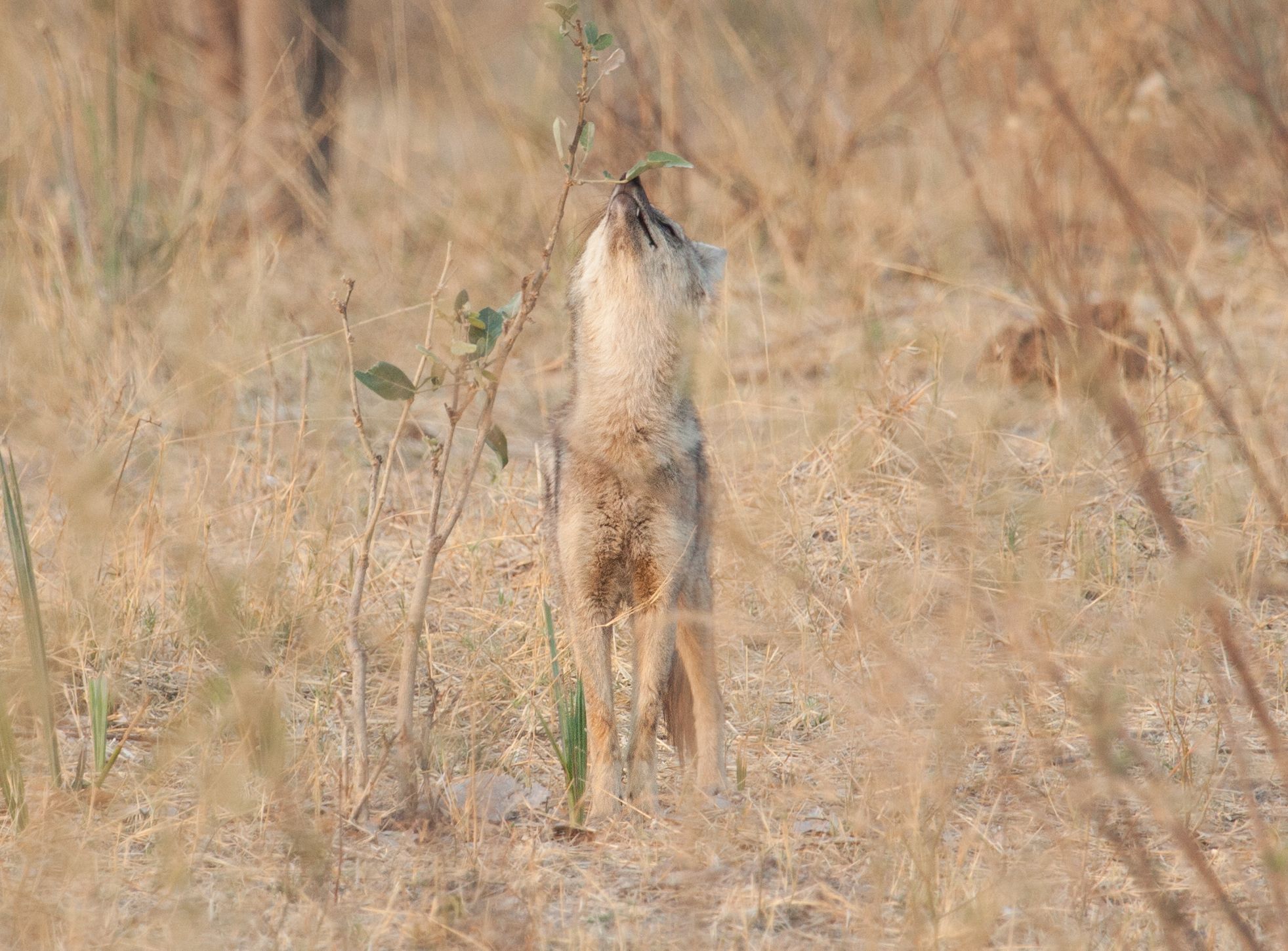 Day 18 Okavango Sandibe (38 of 69).jpg