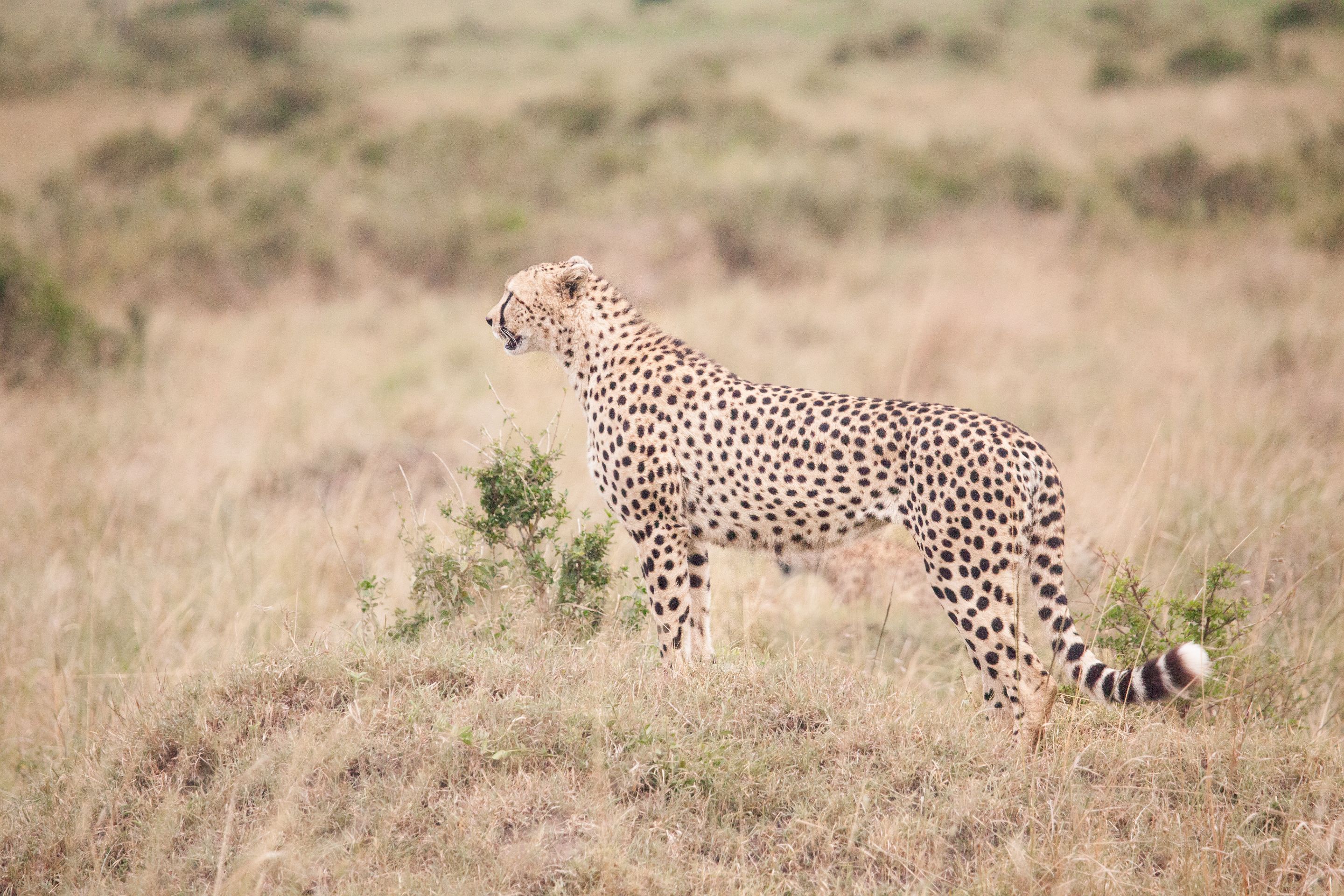 Day 2.5 Mara (28 of 29).jpg